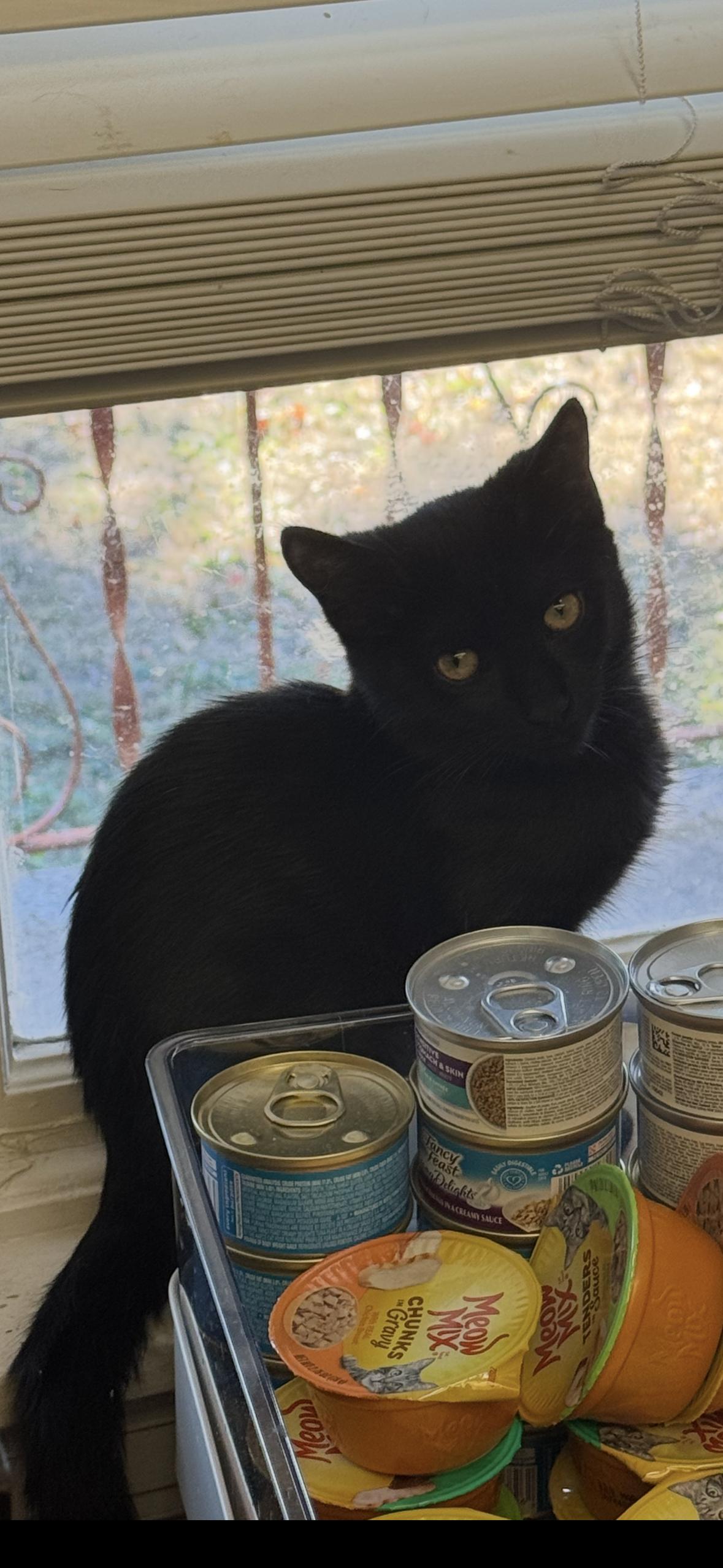 Rye, Adoptable, Kitten Male Domestic Short Hair.