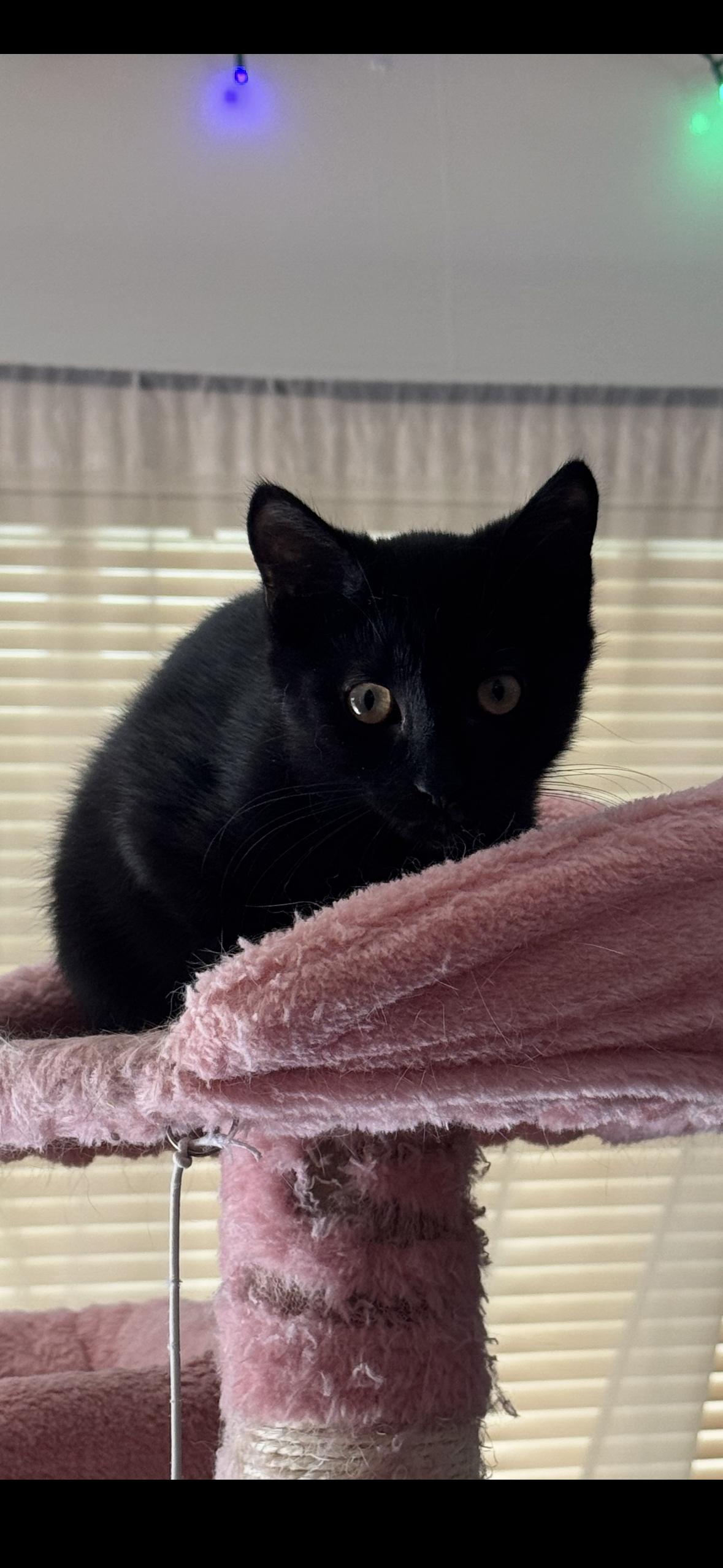 Enlarge Rye, a Adoptable Domestic Short Hair in Cuyahoga Falls, OH image 3/3