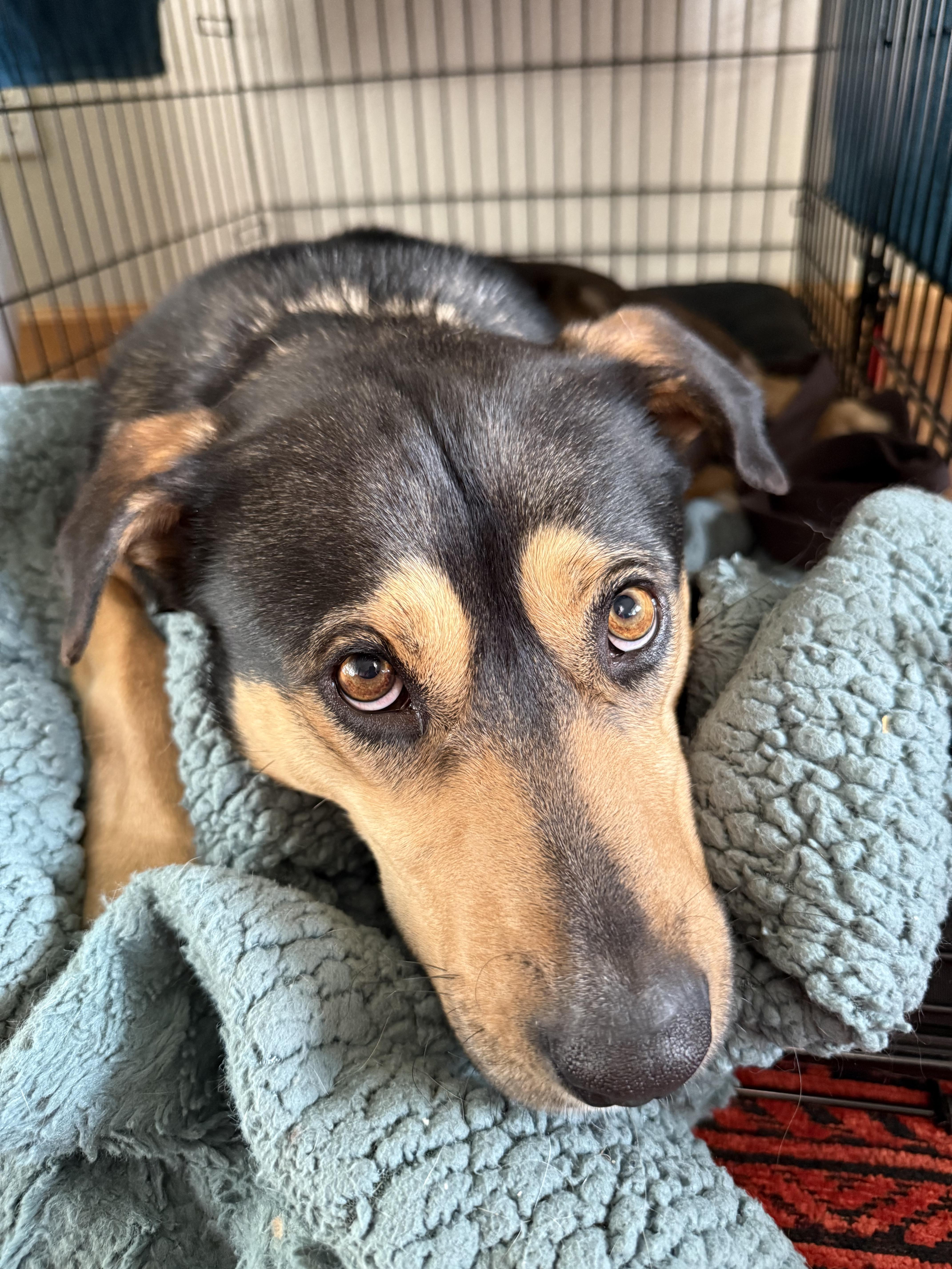 Enlarge Maizie, an adopted mixed breed in Steamboat Springs, CO image 4/5