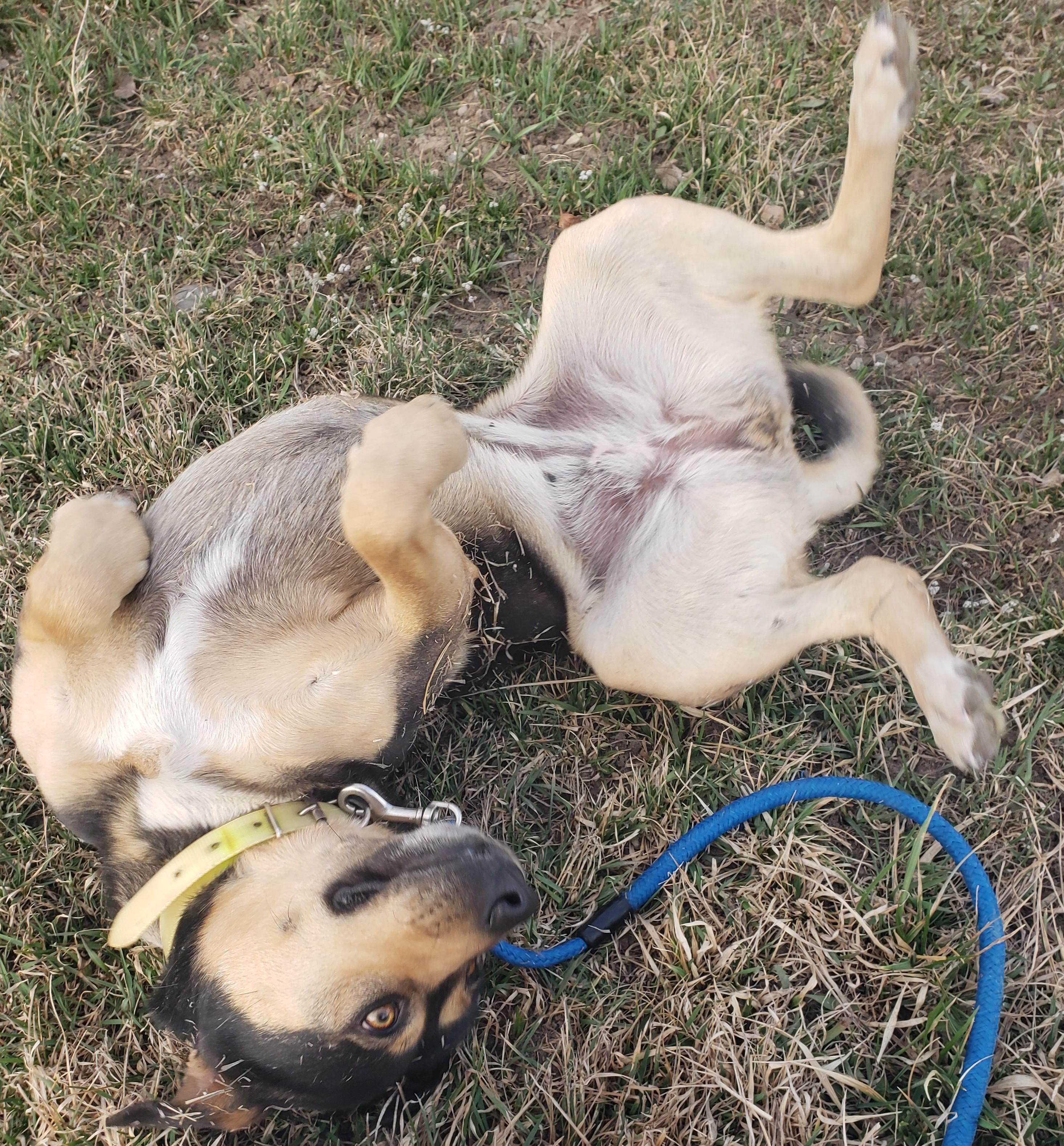 Enlarge Maizie, an adopted mixed breed in Steamboat Springs, CO image 2/5