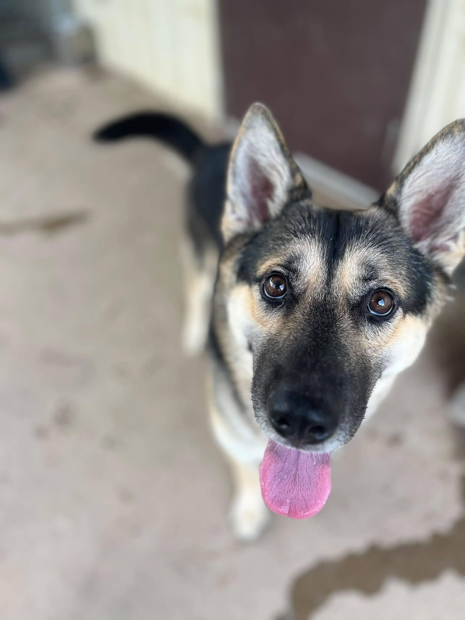 Eva, adopted, Adult Female German Shepherd Dog.