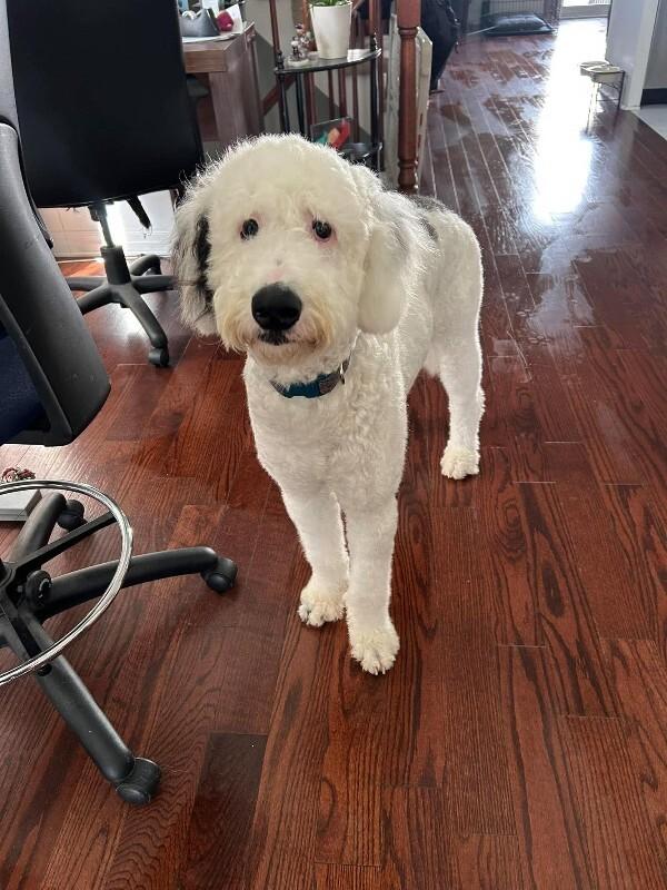 Enlarge Willow 4.0, a Adoptable mixed breed in Athens, ON image 2/6