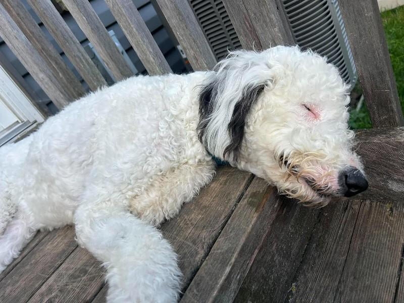 Enlarge Willow 4.0, a Adoptable mixed breed in Athens, ON image 5/6