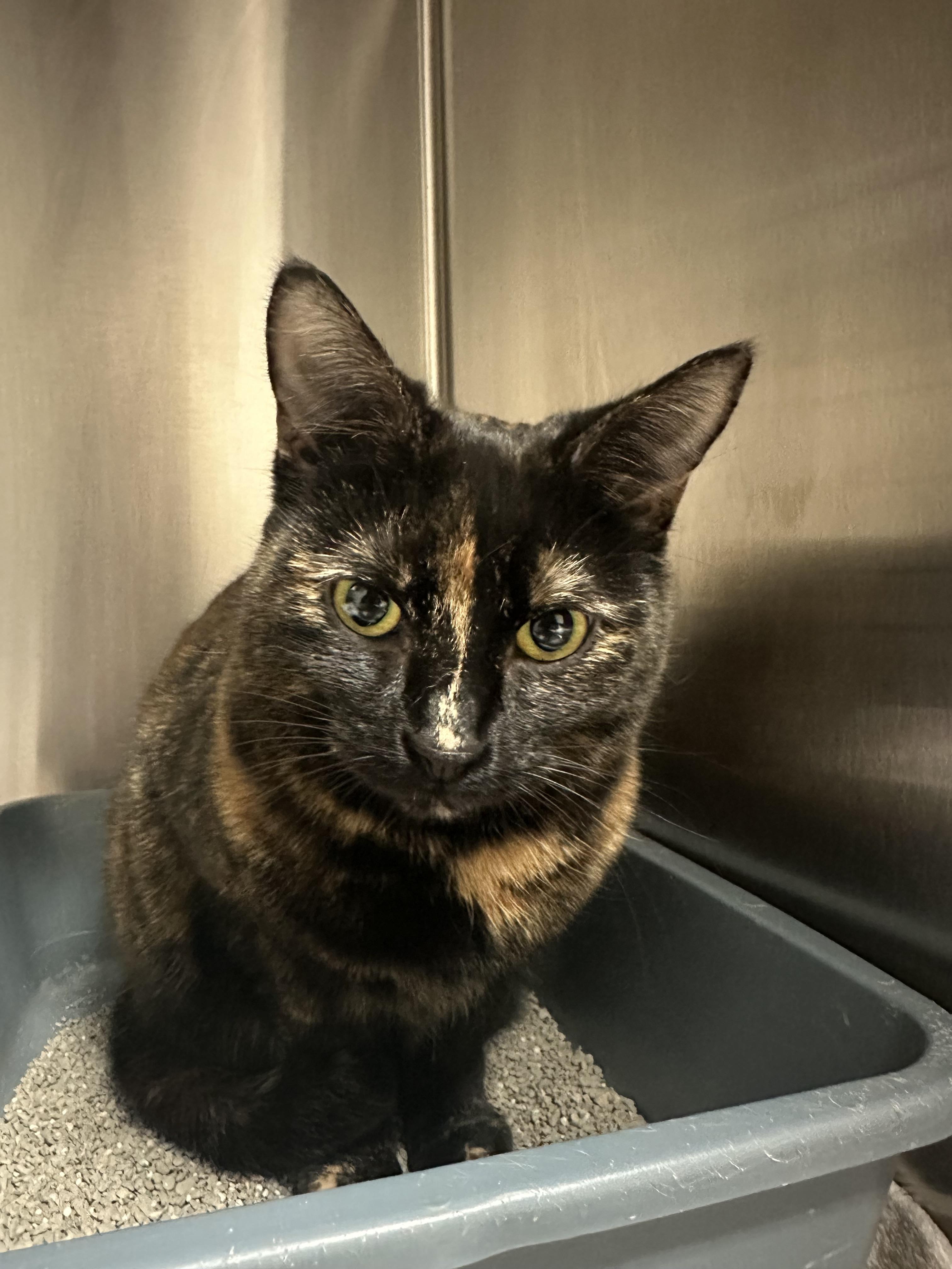 Suzy, Adoptable, Adult Female Domestic Short Hair.