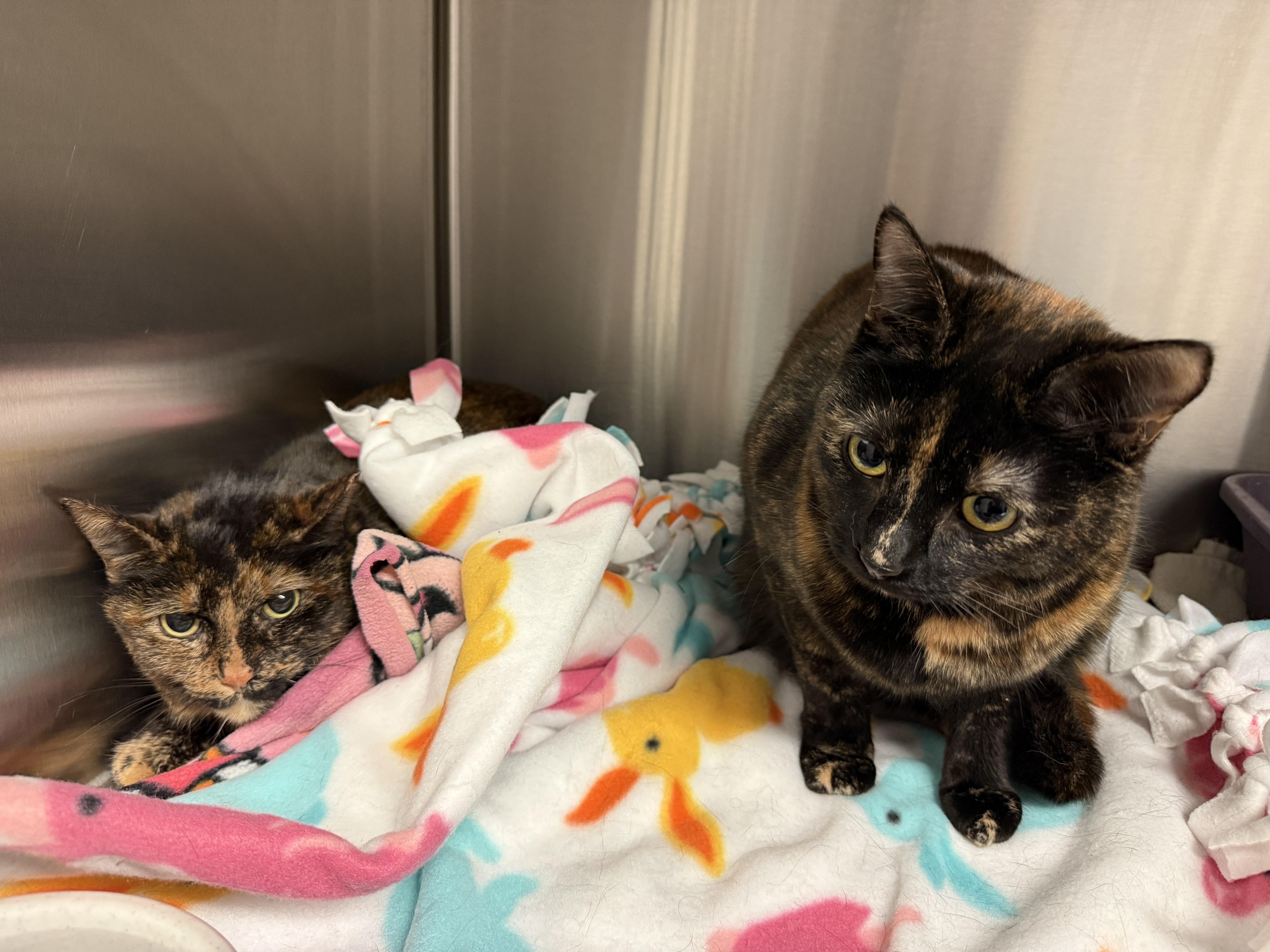 Enlarge Suzy, a Adoptable Domestic Short Hair in Grand Rapids, MI image 3/3