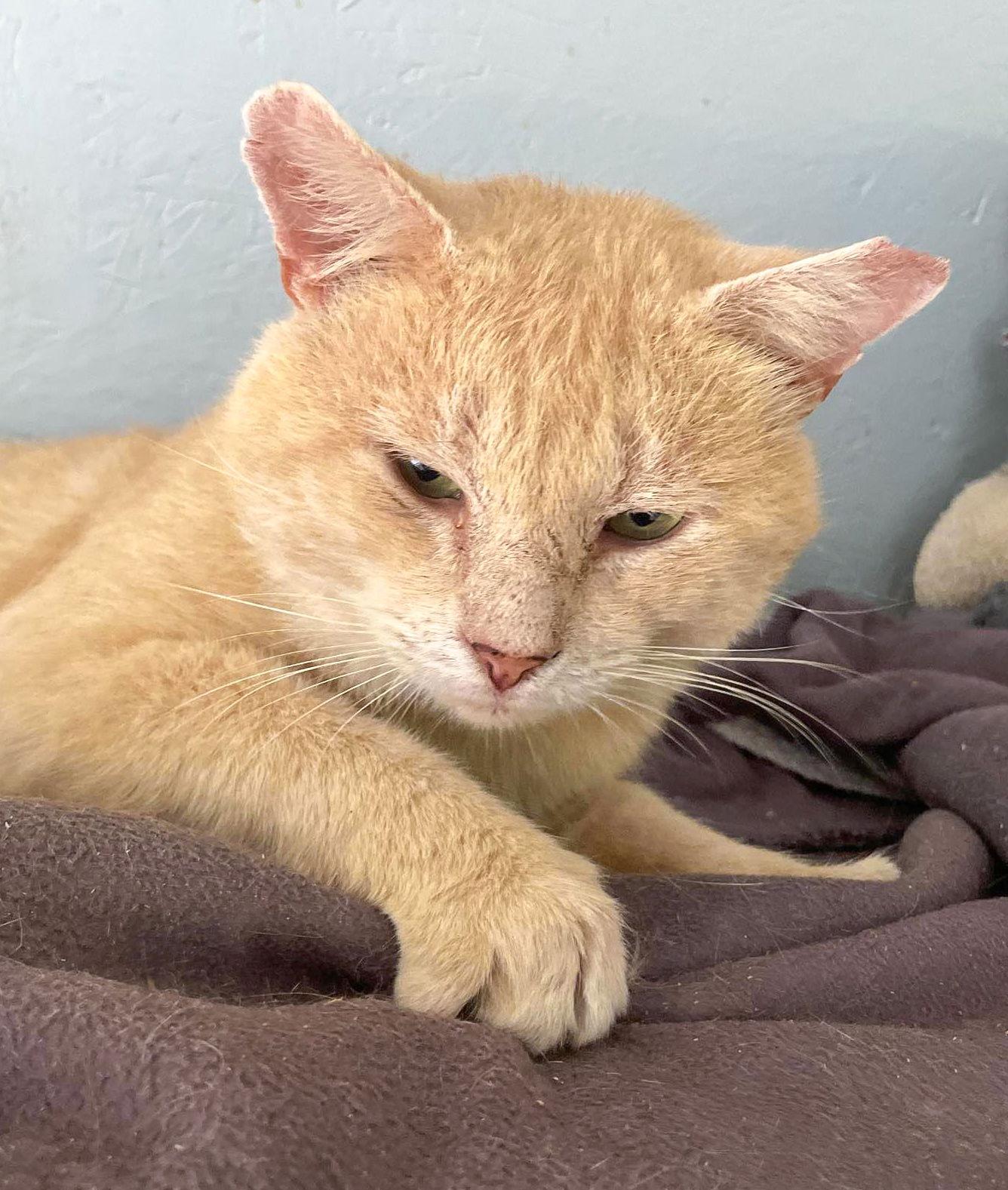 Barley, Adopted, Adult Male Domestic Short Hair.