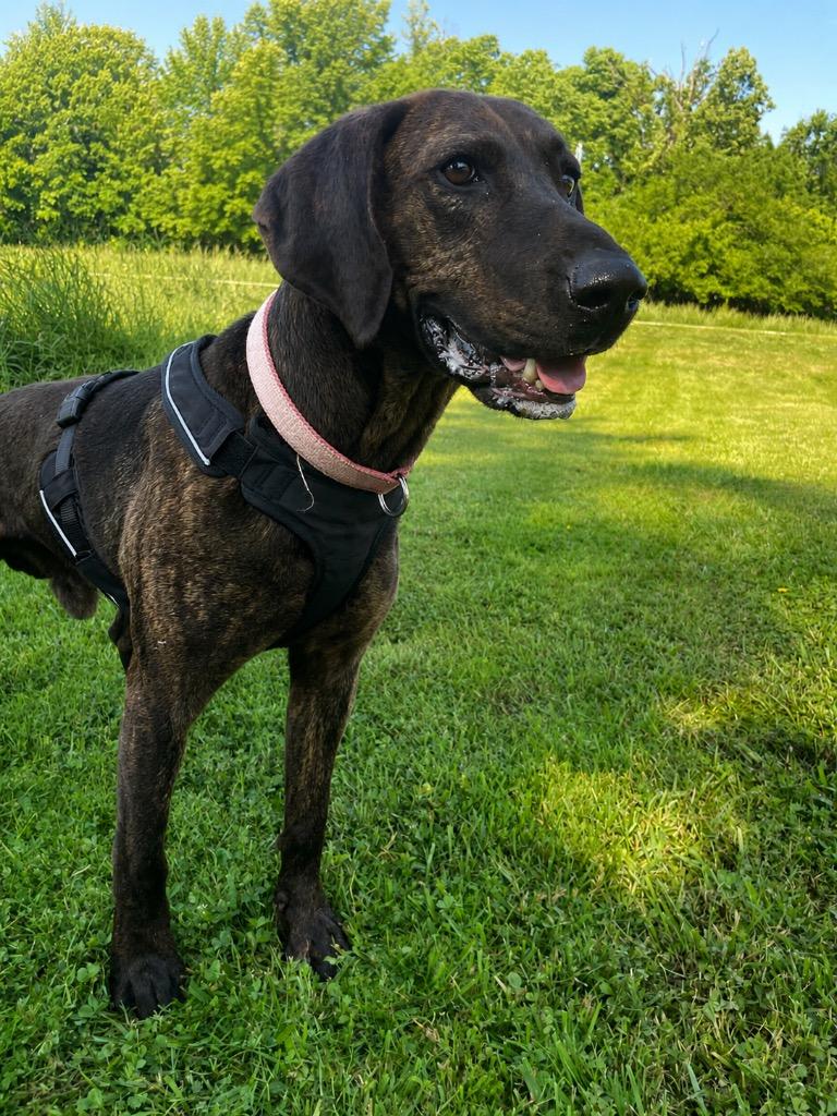 Elvis, ADOPTABLE, Adult Male Plott Hound.