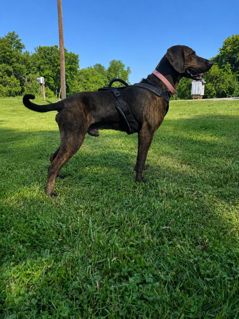 Elvis, a ADOPTABLE Plott Hound in Maysville, KY image 2/2
