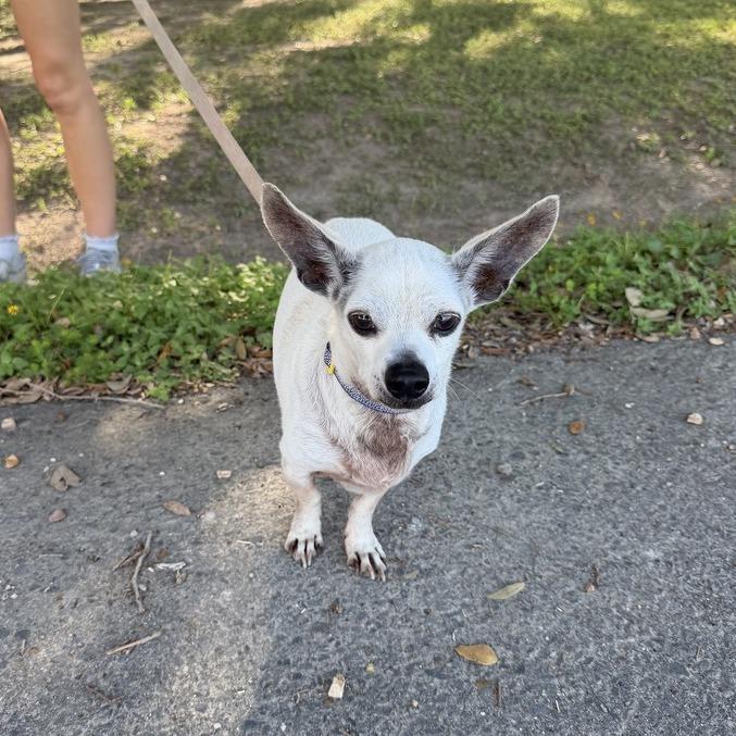 Poncho, Adoptable, Senior Male Chihuahua & Mixed Breed.