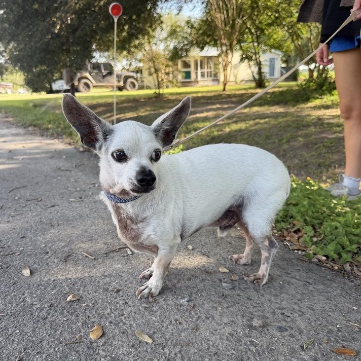 Enlarge Poncho, a Adoptable mixed breed in Carencro, LA image 2/4