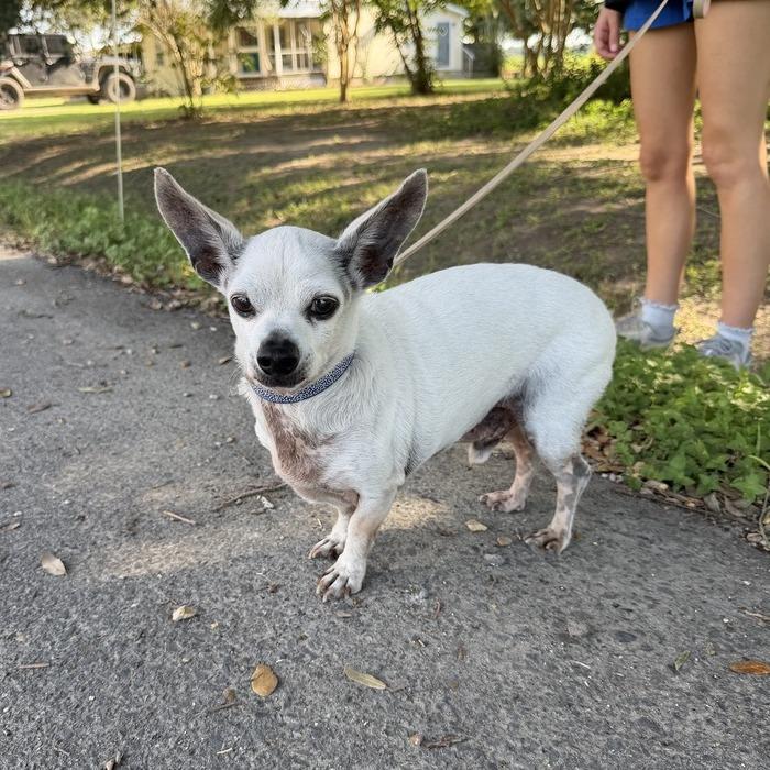 Enlarge Poncho, a Adoptable mixed breed in Carencro, LA image 4/4
