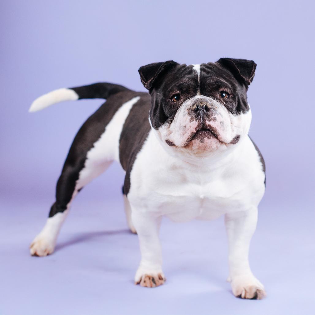 Mila, Adoptable, Adult Female English Bulldog.