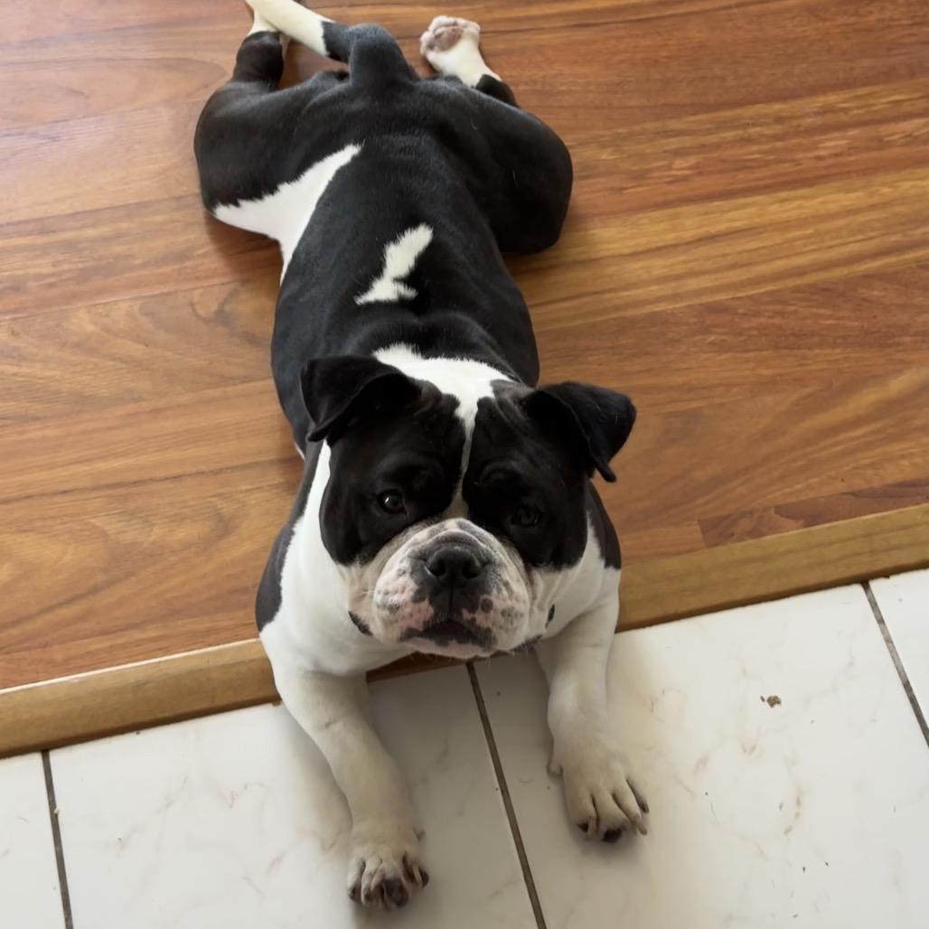 Mila, a Adoptable English Bulldog in Northbrook, IL image 2/5