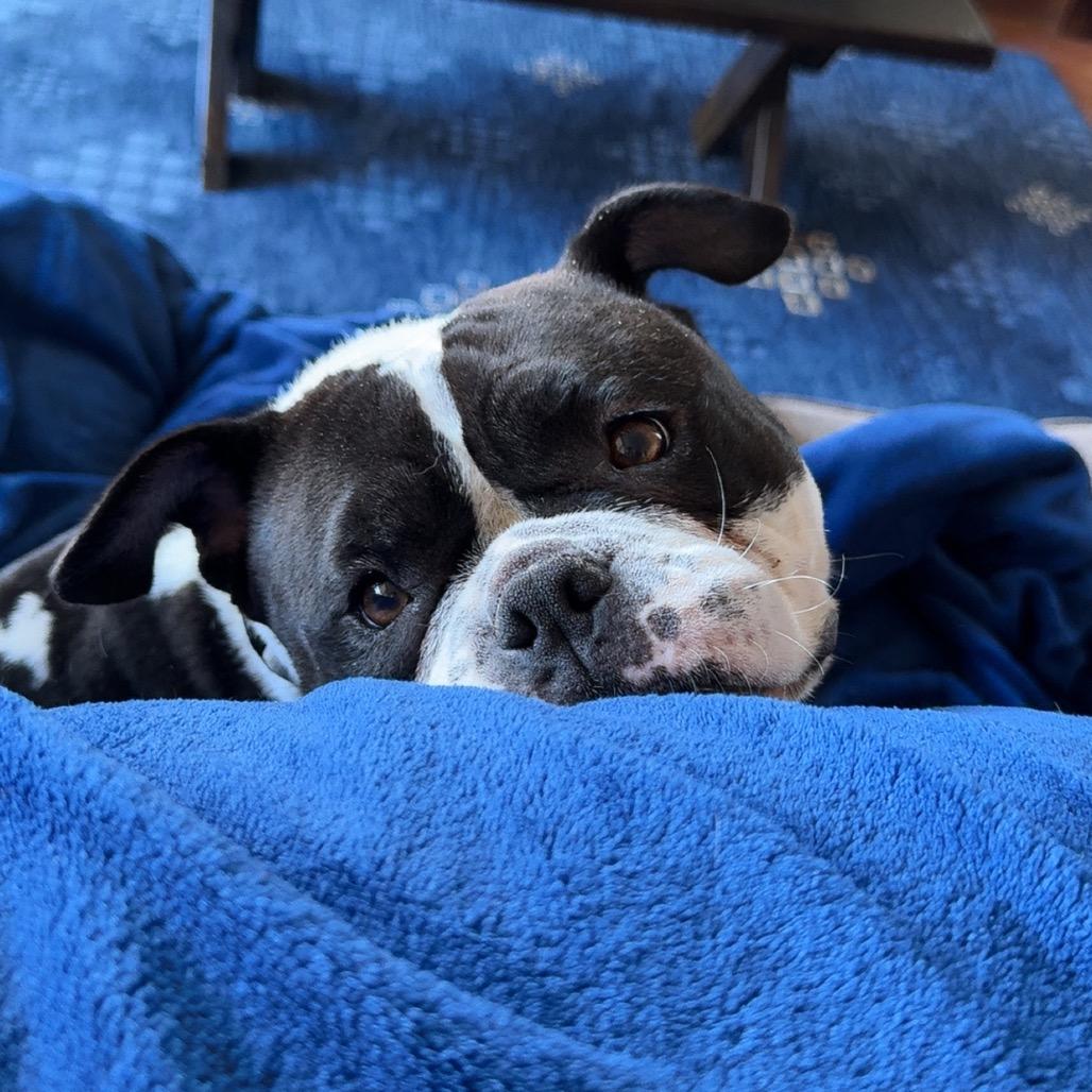 Mila, a Adoptable English Bulldog in Northbrook, IL image 3/5