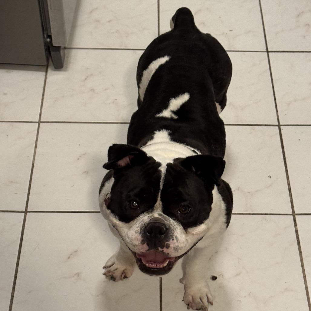 Mila, a Adoptable English Bulldog in Northbrook, IL image 4/5