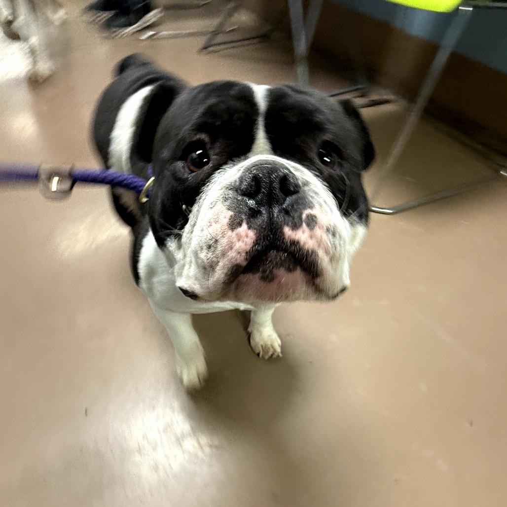 Mila, a Adoptable English Bulldog in Northbrook, IL image 5/5