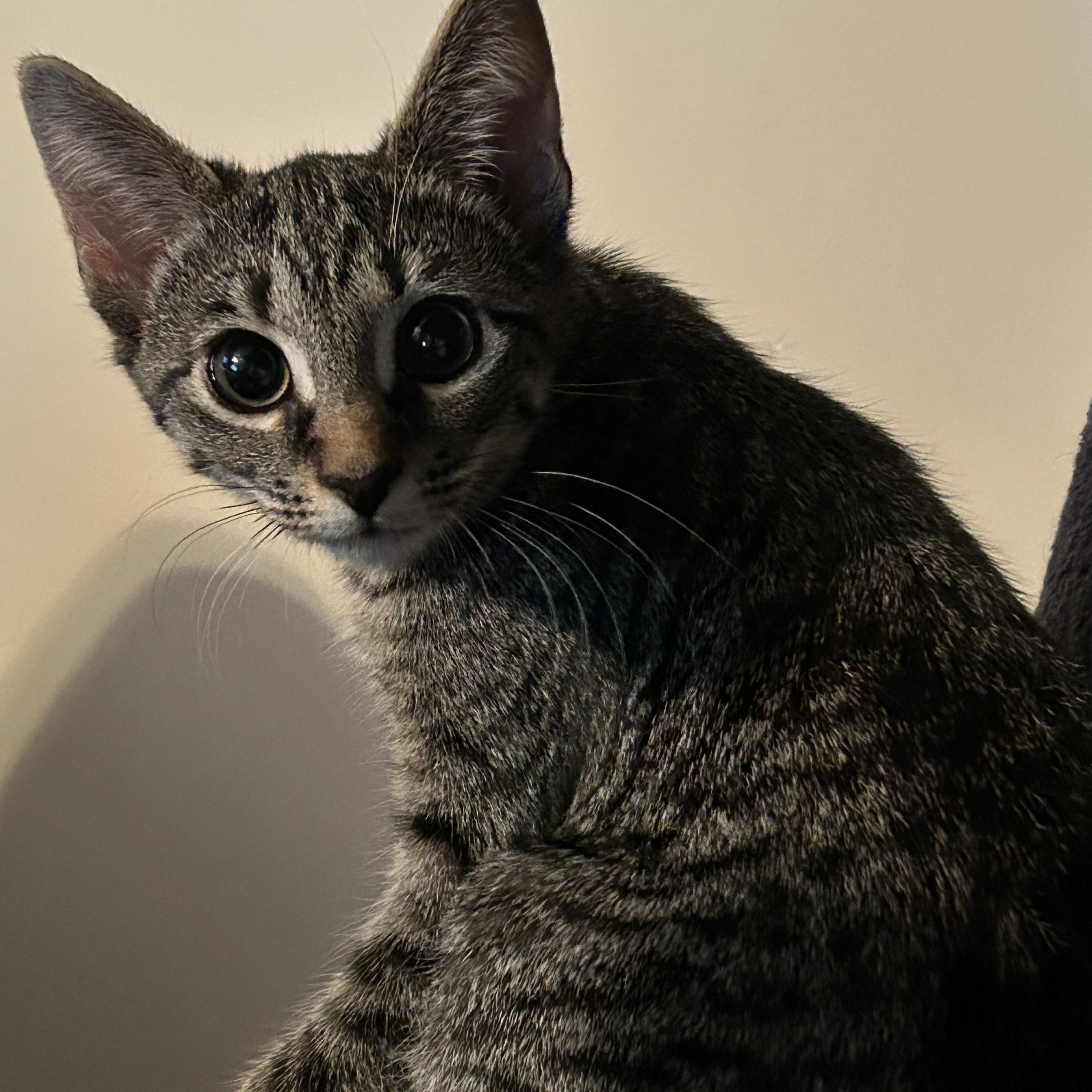 Enlarge Penny, a Adopted Domestic Short Hair in Fayetteville, NC image 3/6