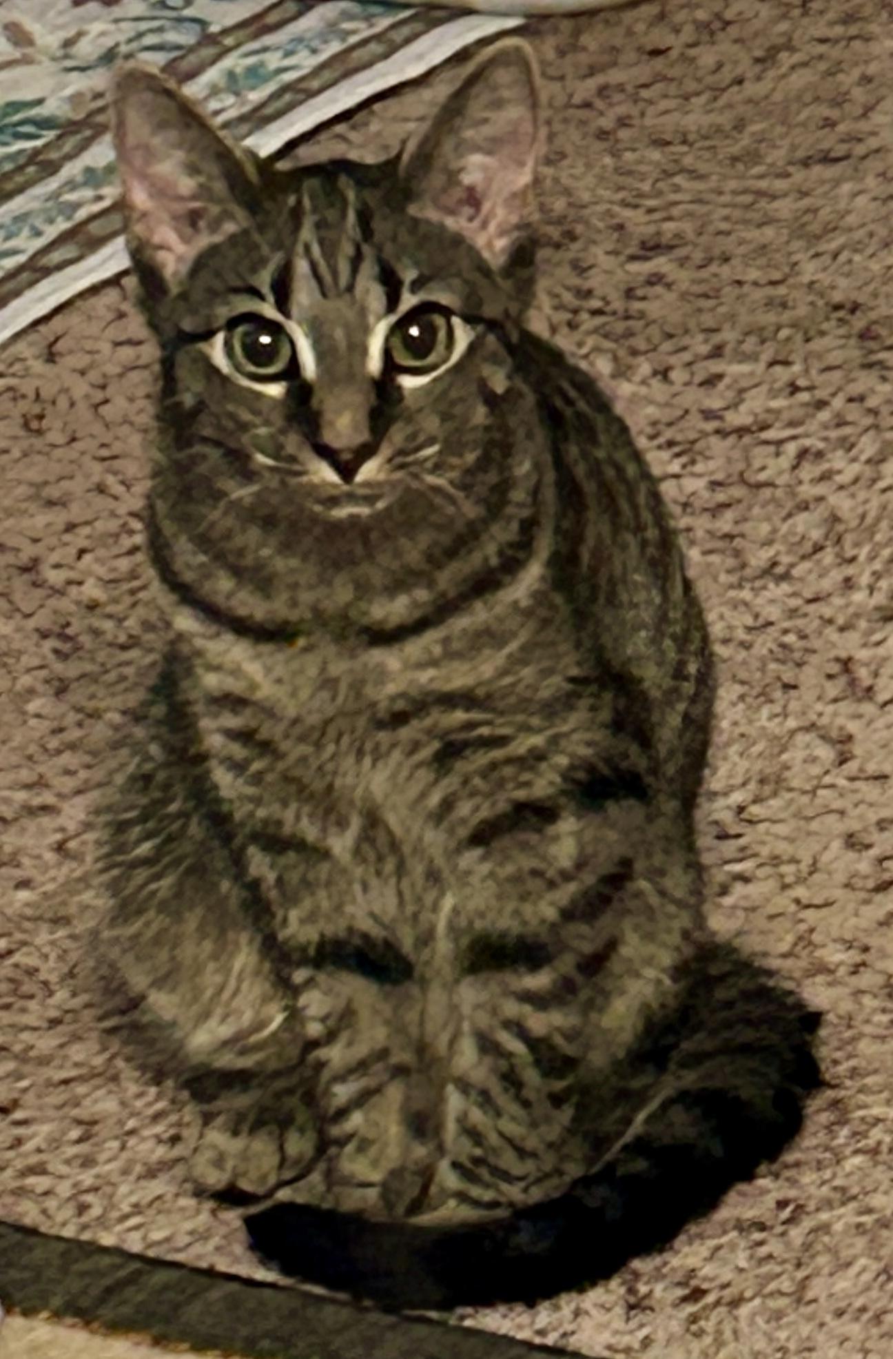 Enlarge Penny, a Adopted Domestic Short Hair in Fayetteville, NC image 5/6