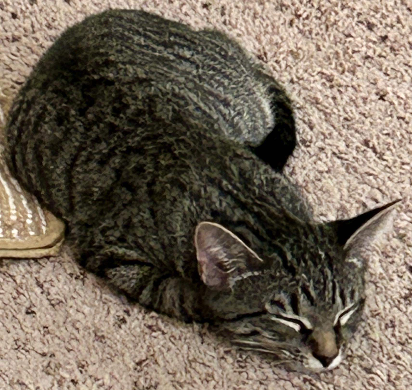 Enlarge Penny, a Adopted Domestic Short Hair in Fayetteville, NC image 4/6