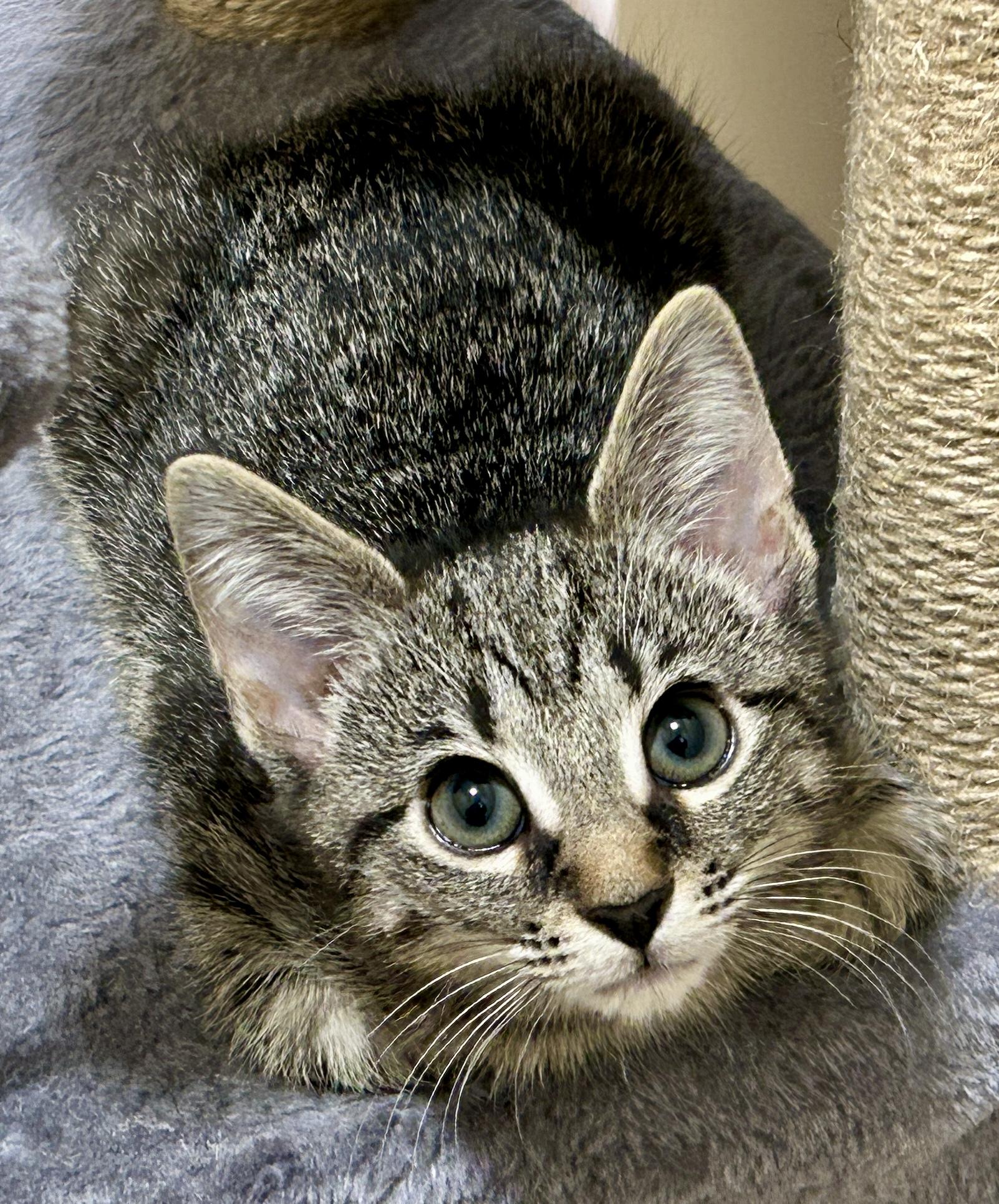 Enlarge Penny, a Adopted Domestic Short Hair in Fayetteville, NC image 1/6