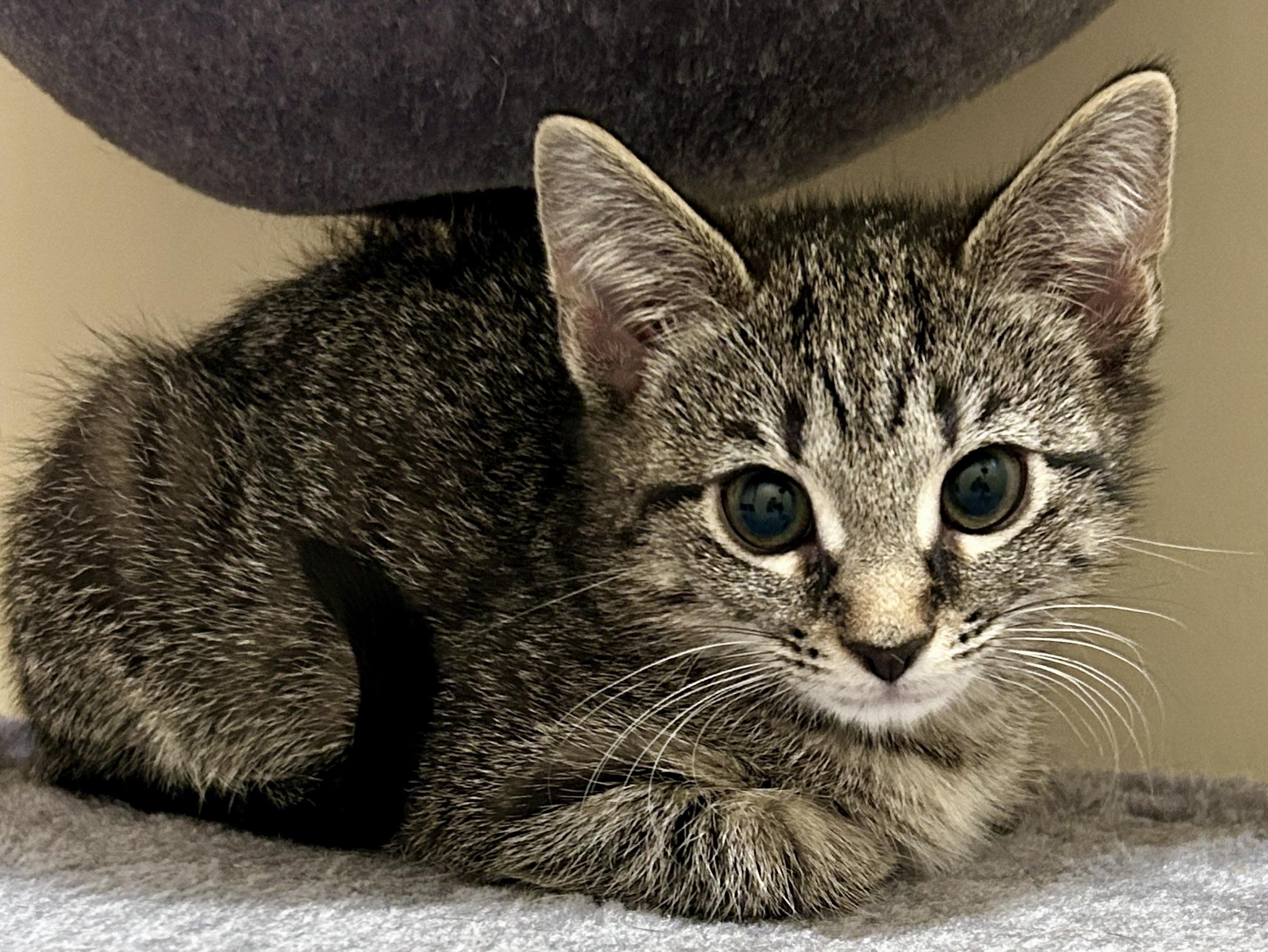 Enlarge Penny, a Adopted Domestic Short Hair in Fayetteville, NC image 2/6