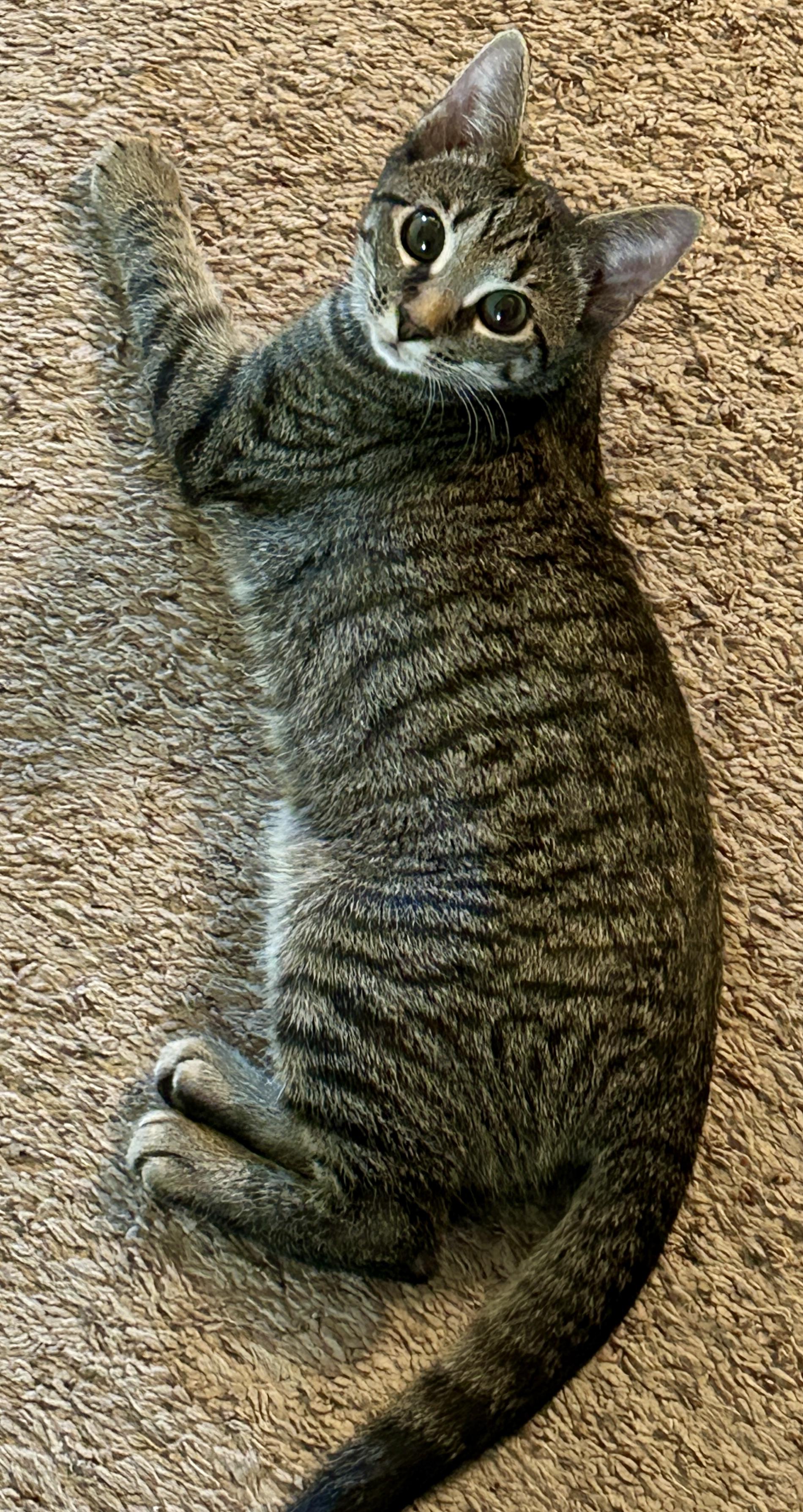 Enlarge Penny, a Adopted Domestic Short Hair in Fayetteville, NC image 6/6