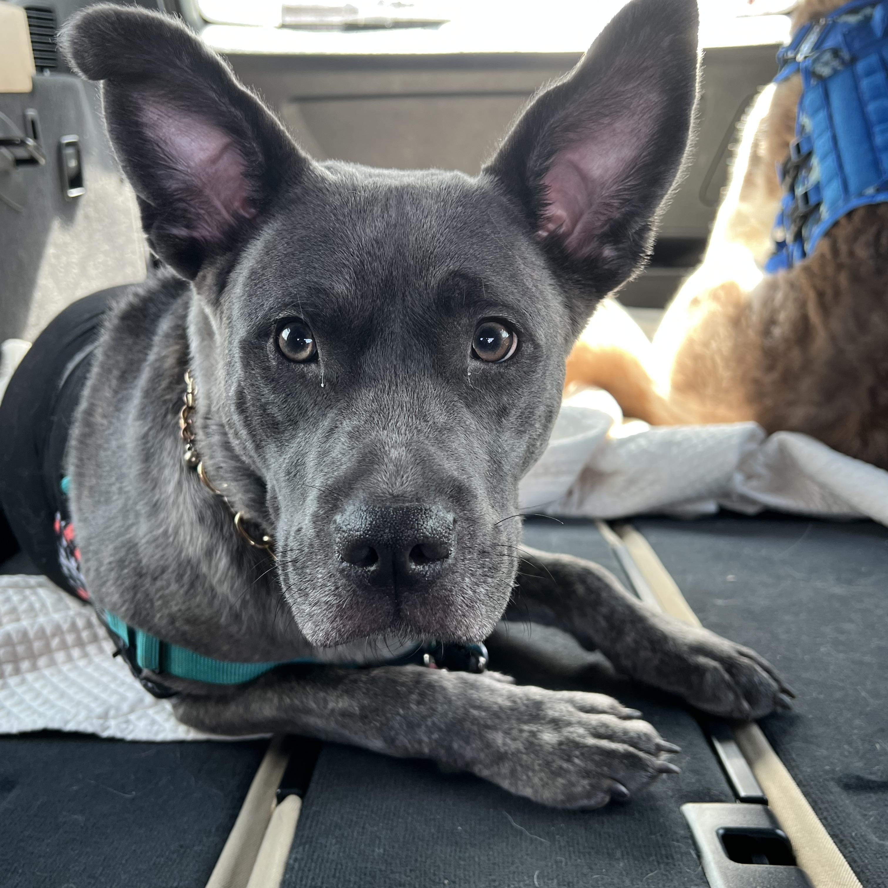 Enlarge Gypsy, a Adopted mixed breed in Reynoldsburg, OH image 2/6