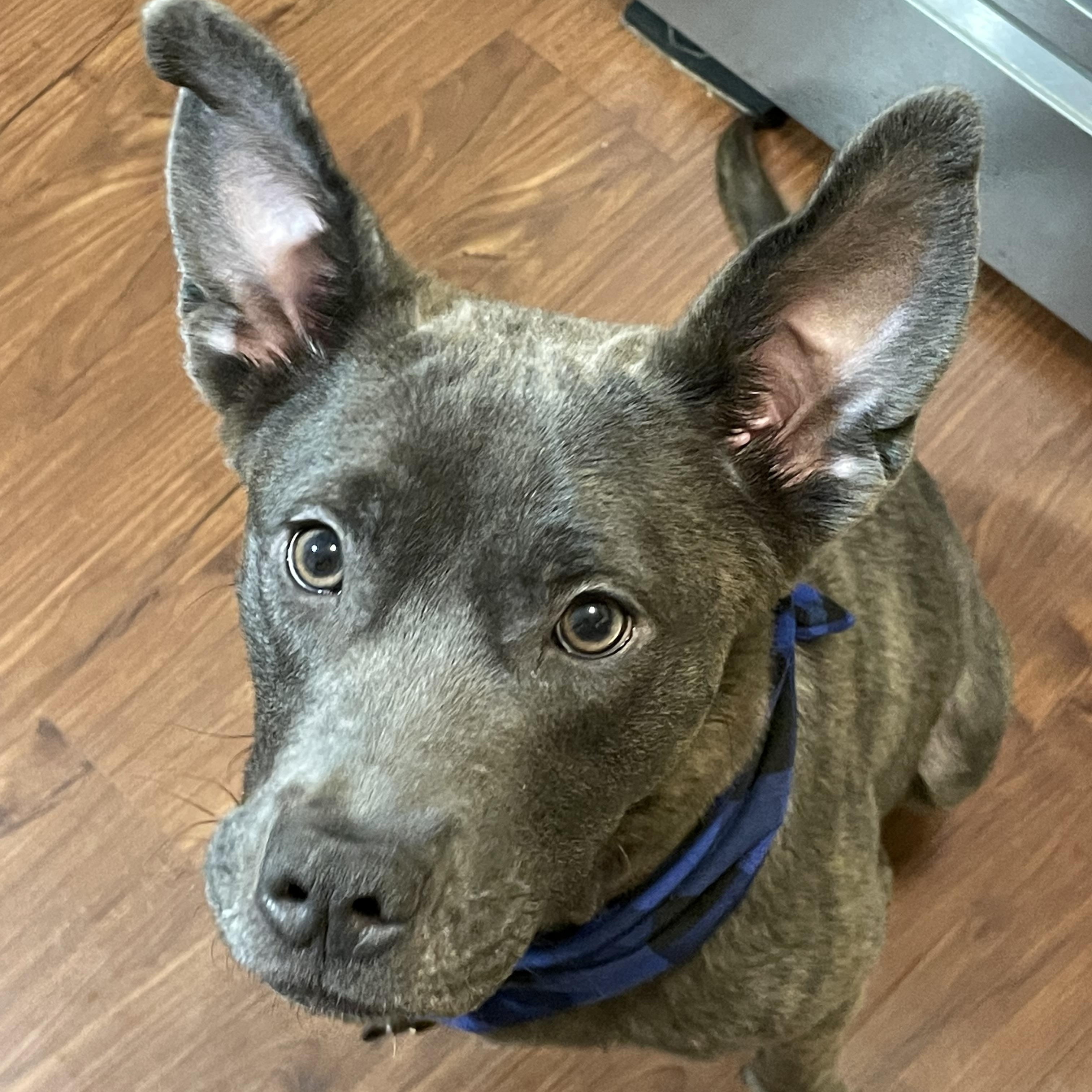 Enlarge Gypsy, a Adopted mixed breed in Reynoldsburg, OH image 4/6