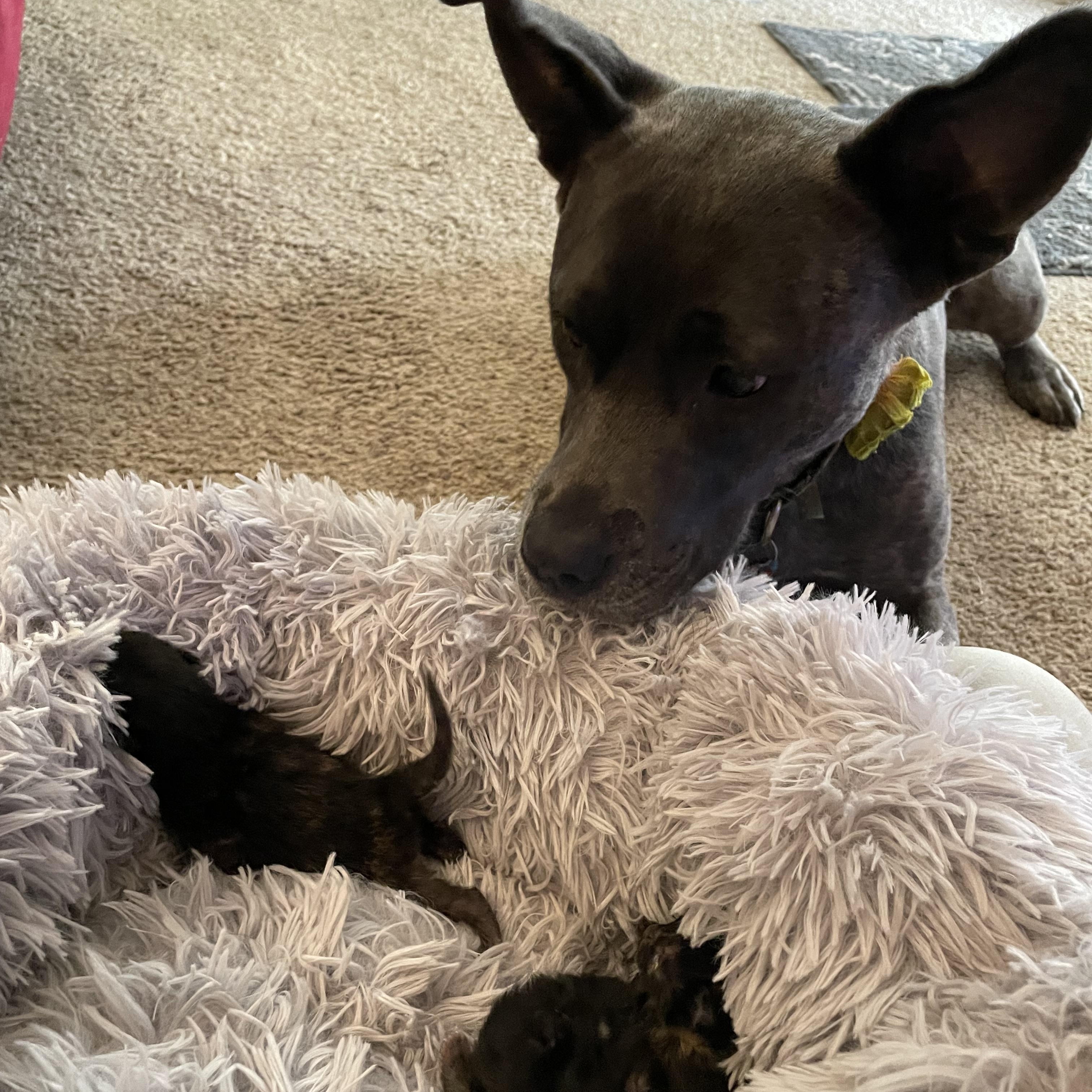 Enlarge Gypsy, a Adopted mixed breed in Reynoldsburg, OH image 6/6