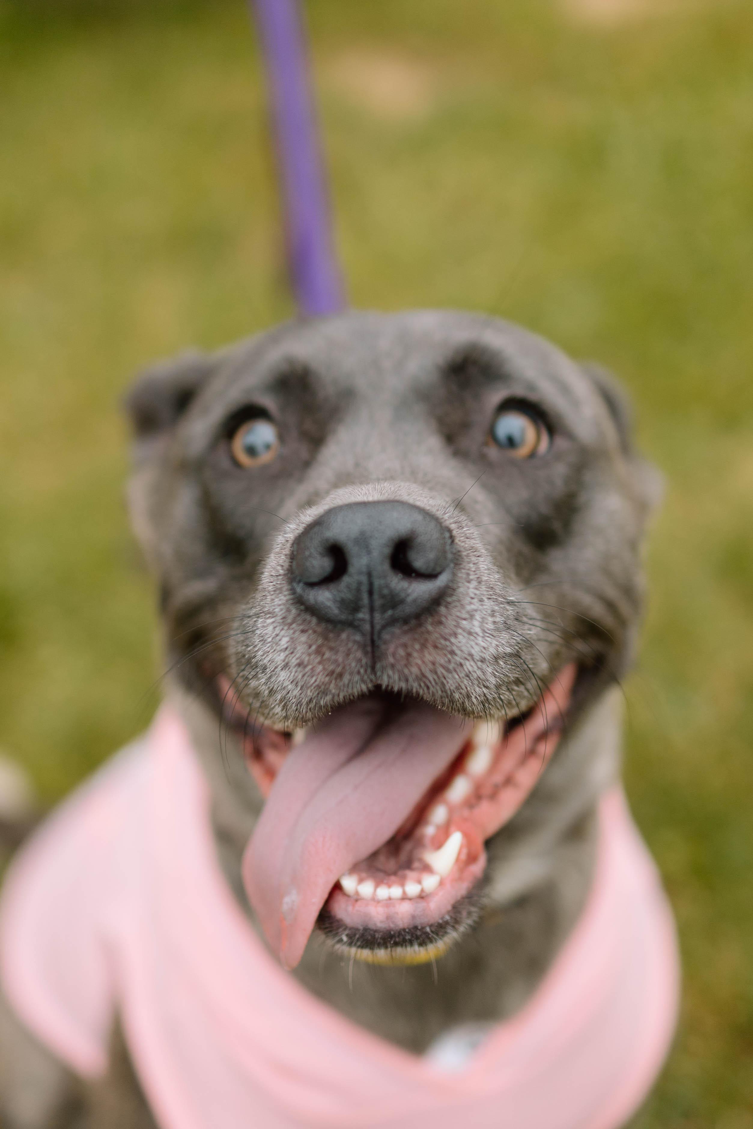 Enlarge Gypsy, a Adopted mixed breed in Reynoldsburg, OH image 3/6
