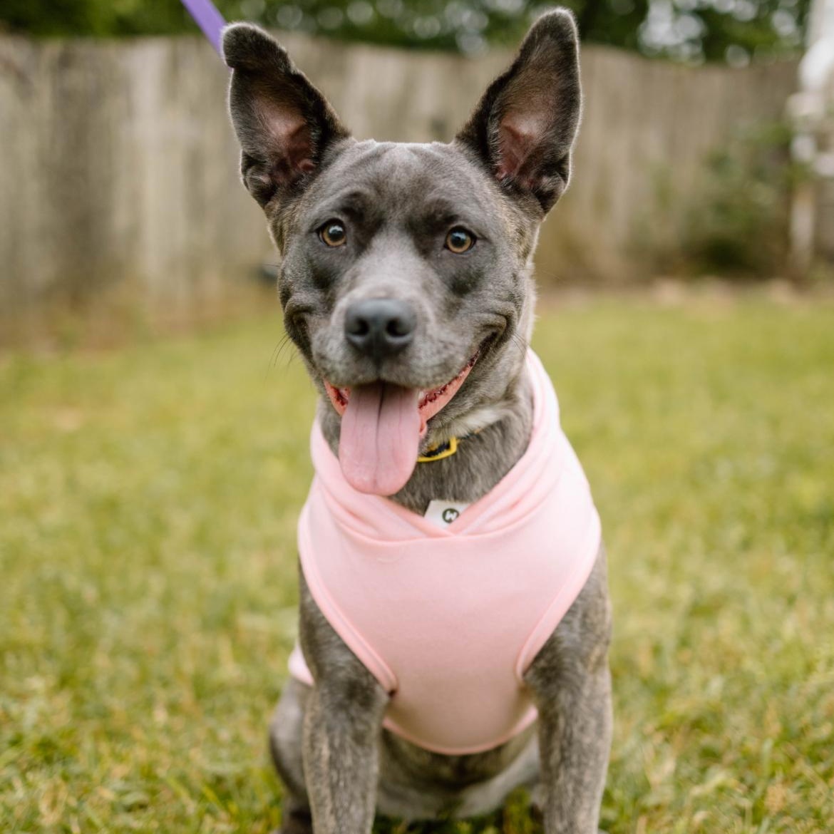 Enlarge Gypsy, a Adopted mixed breed in Reynoldsburg, OH image 1/6
