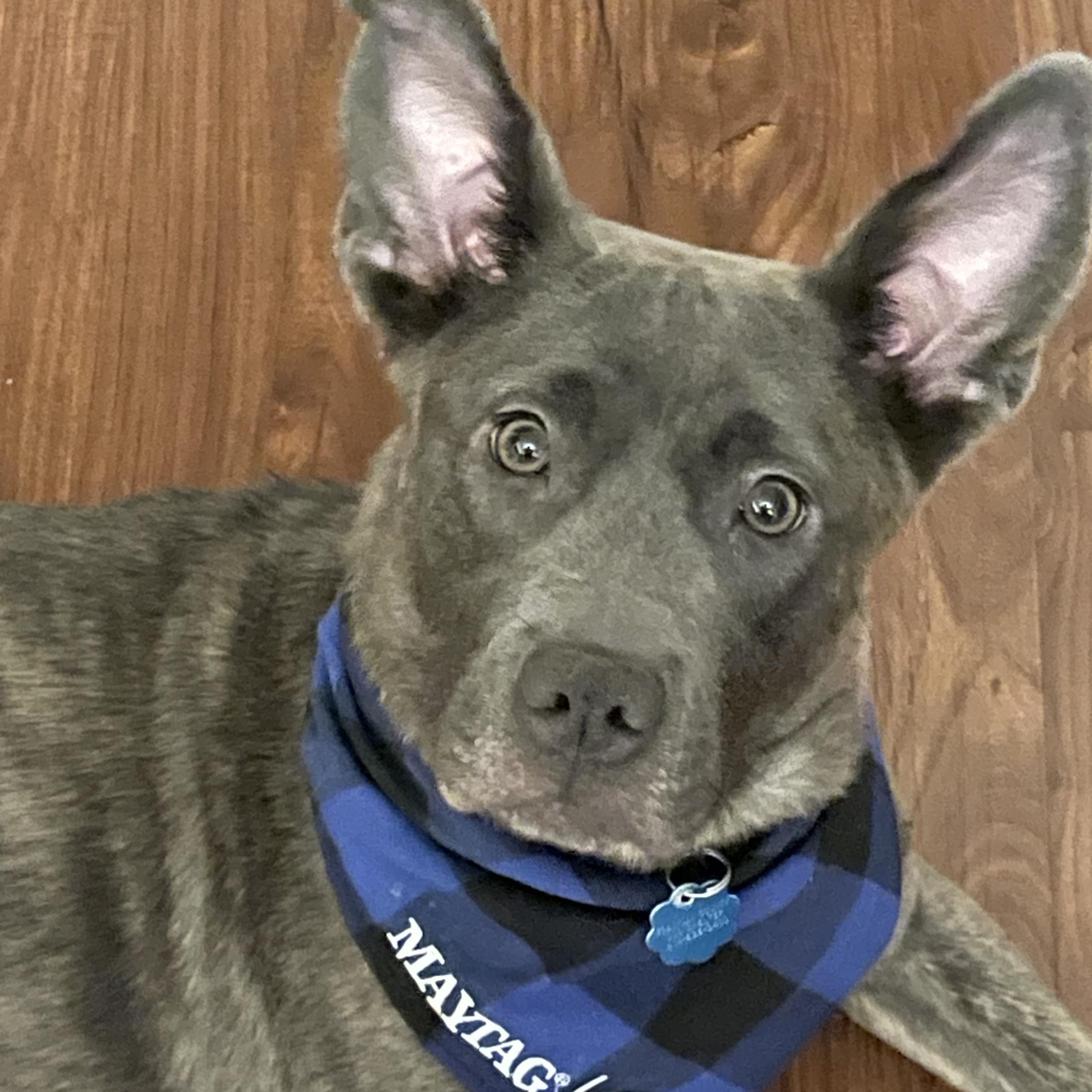 Enlarge Gypsy, a Adopted mixed breed in Reynoldsburg, OH image 5/6