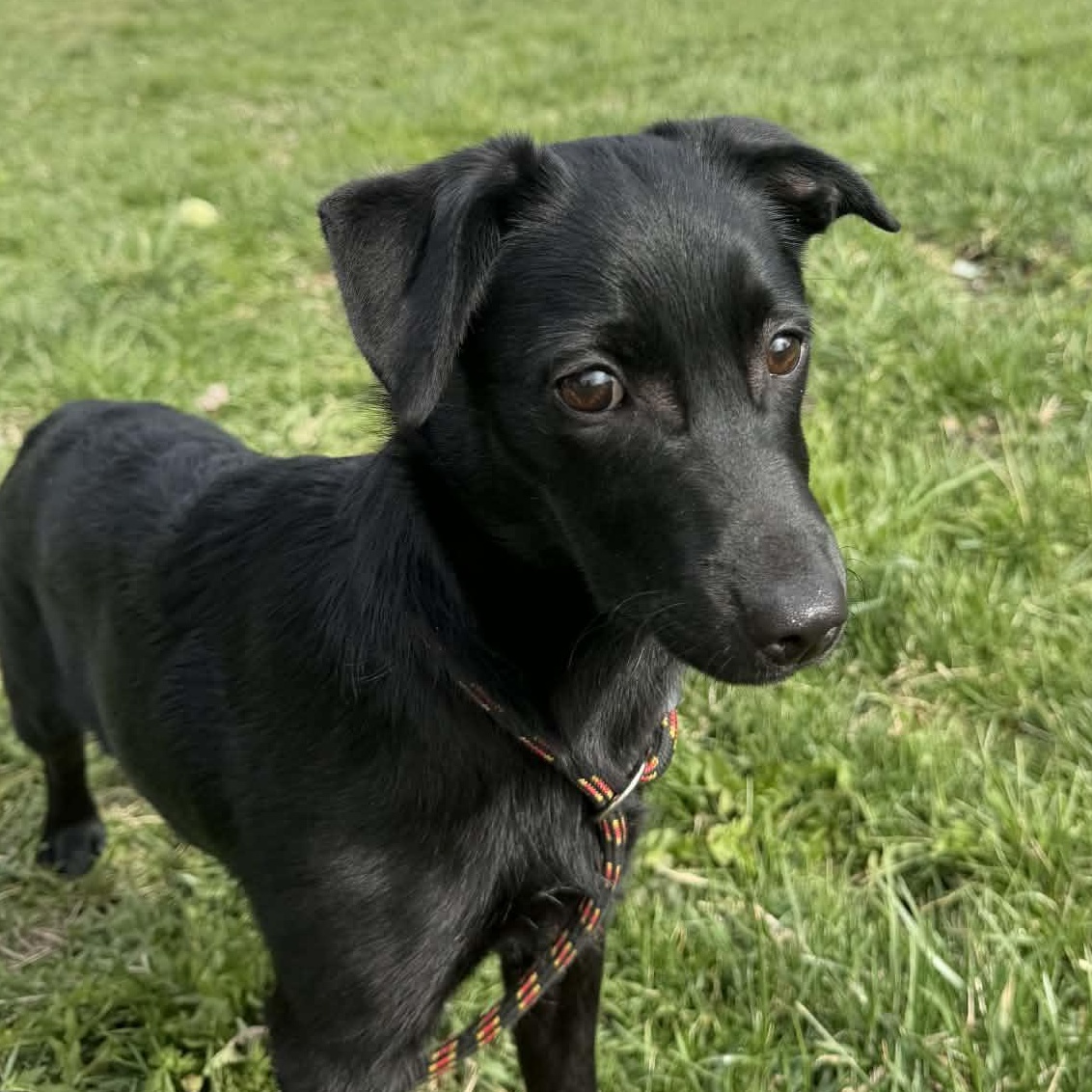 Dory, adopted, Puppy Female Rat Terrier.