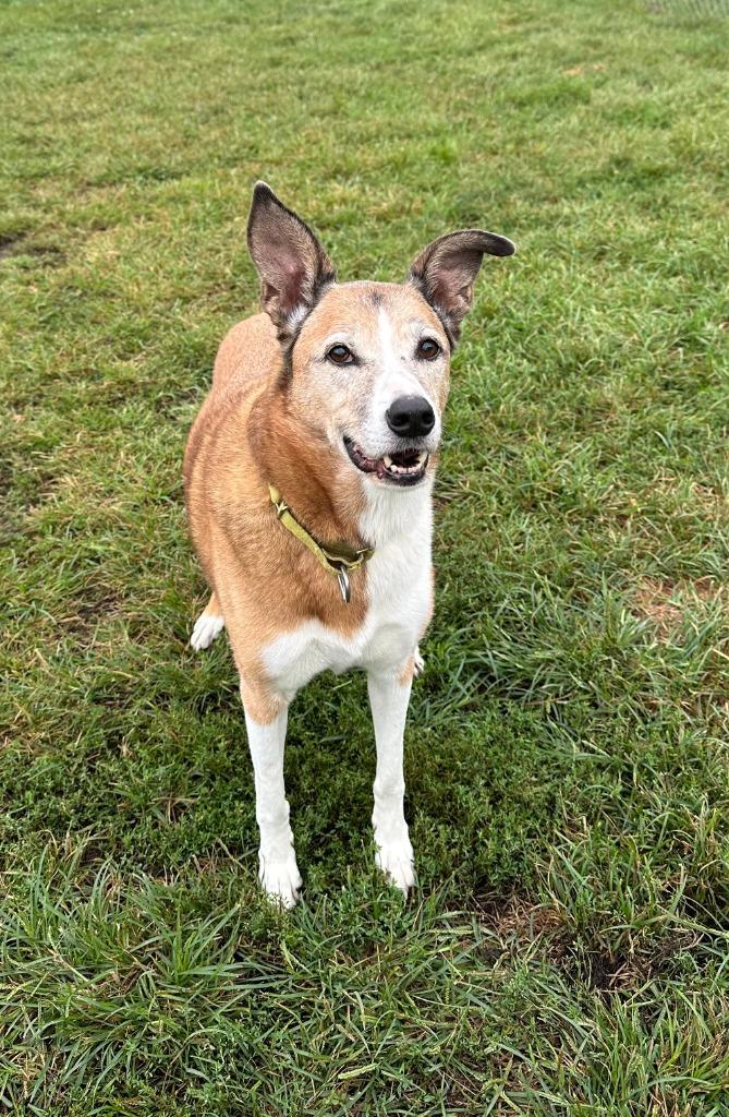 Enlarge Penny Lane, a Adoptable mixed breed in South Bend, IN image 1/1
