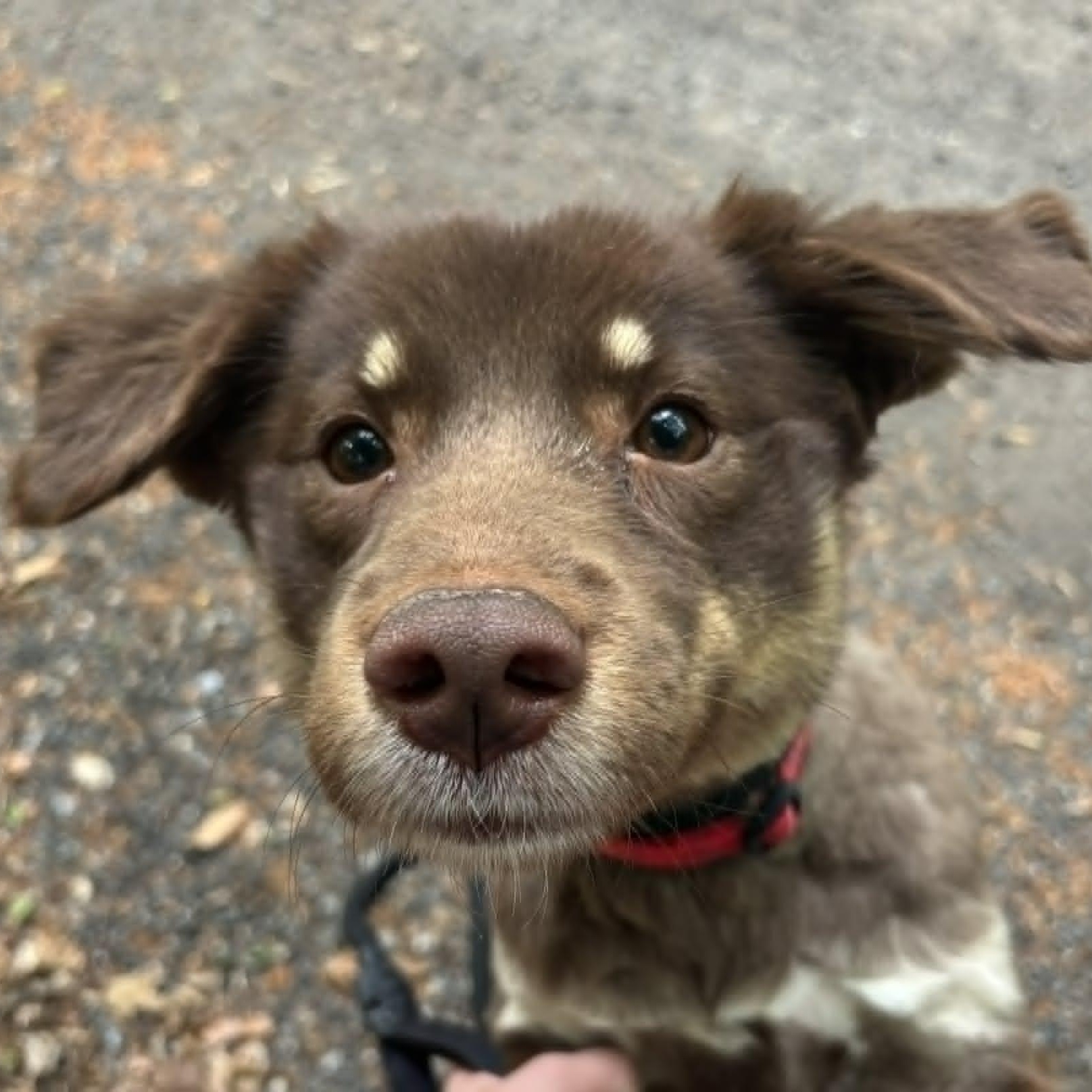 Biscuit, adopted, Young Female Australian Shepherd.