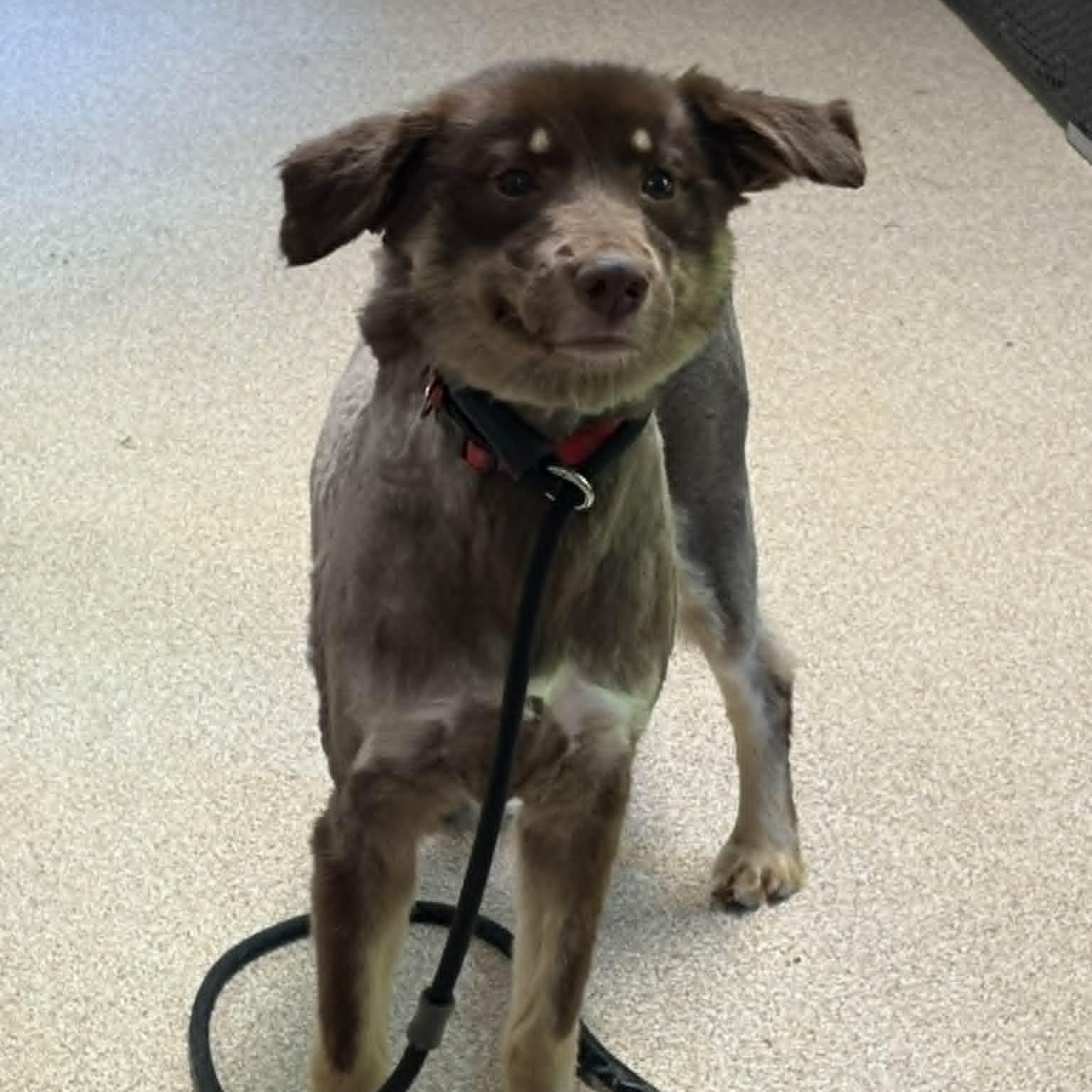 Enlarge Biscuit, an adopted Australian Shepherd in Sunderland, MD image 3/5