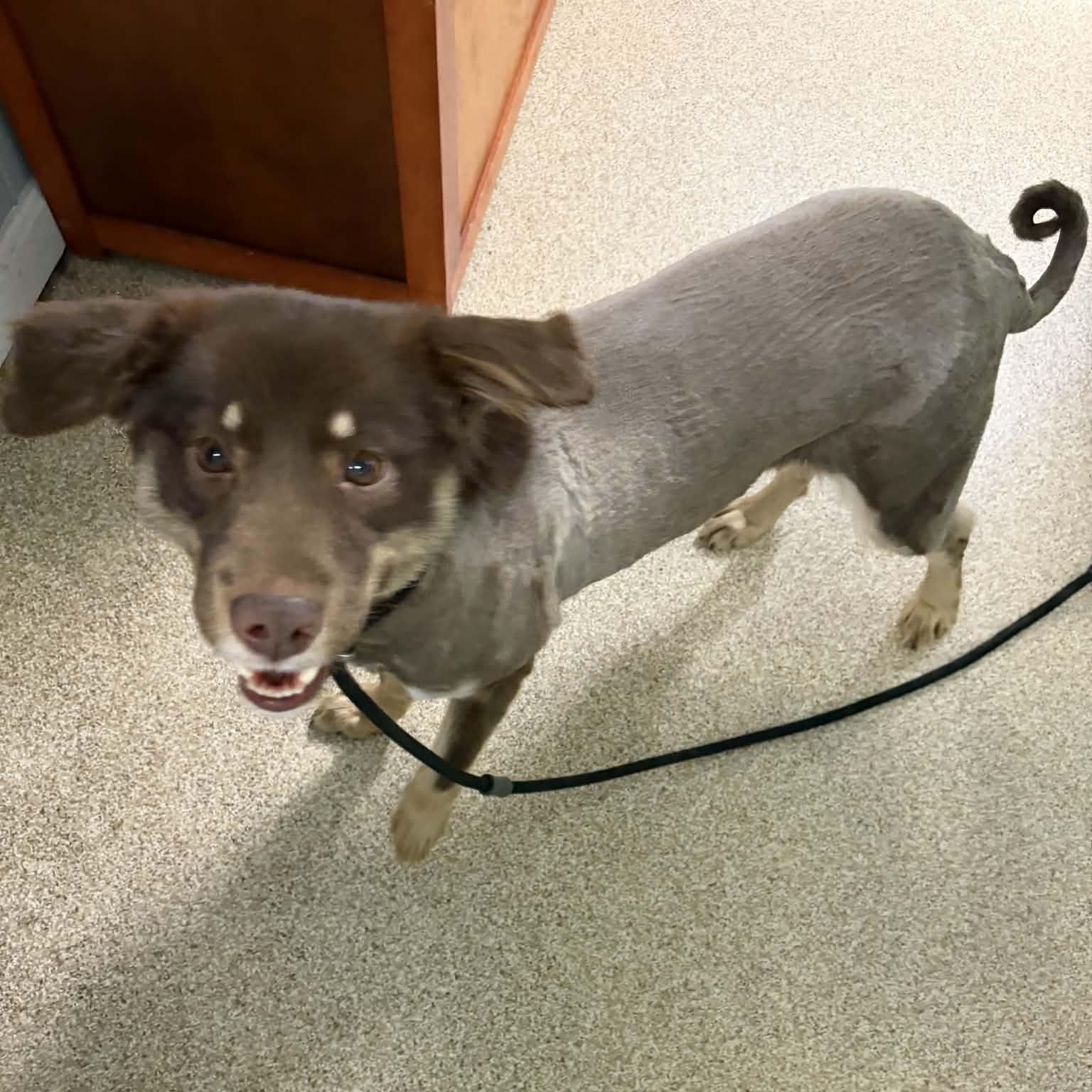 Enlarge Biscuit, an adopted Australian Shepherd in Sunderland, MD image 2/5