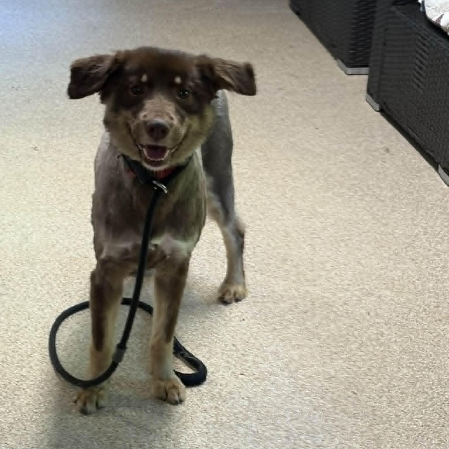 Enlarge Biscuit, an adopted Australian Shepherd in Sunderland, MD image 4/5