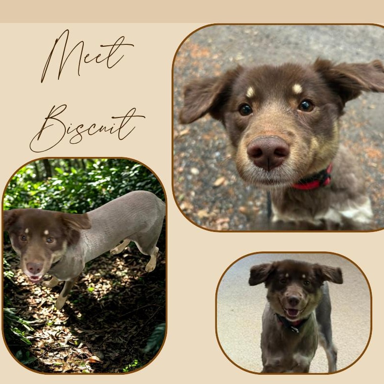 Enlarge Biscuit, an adopted Australian Shepherd in Sunderland, MD image 5/5