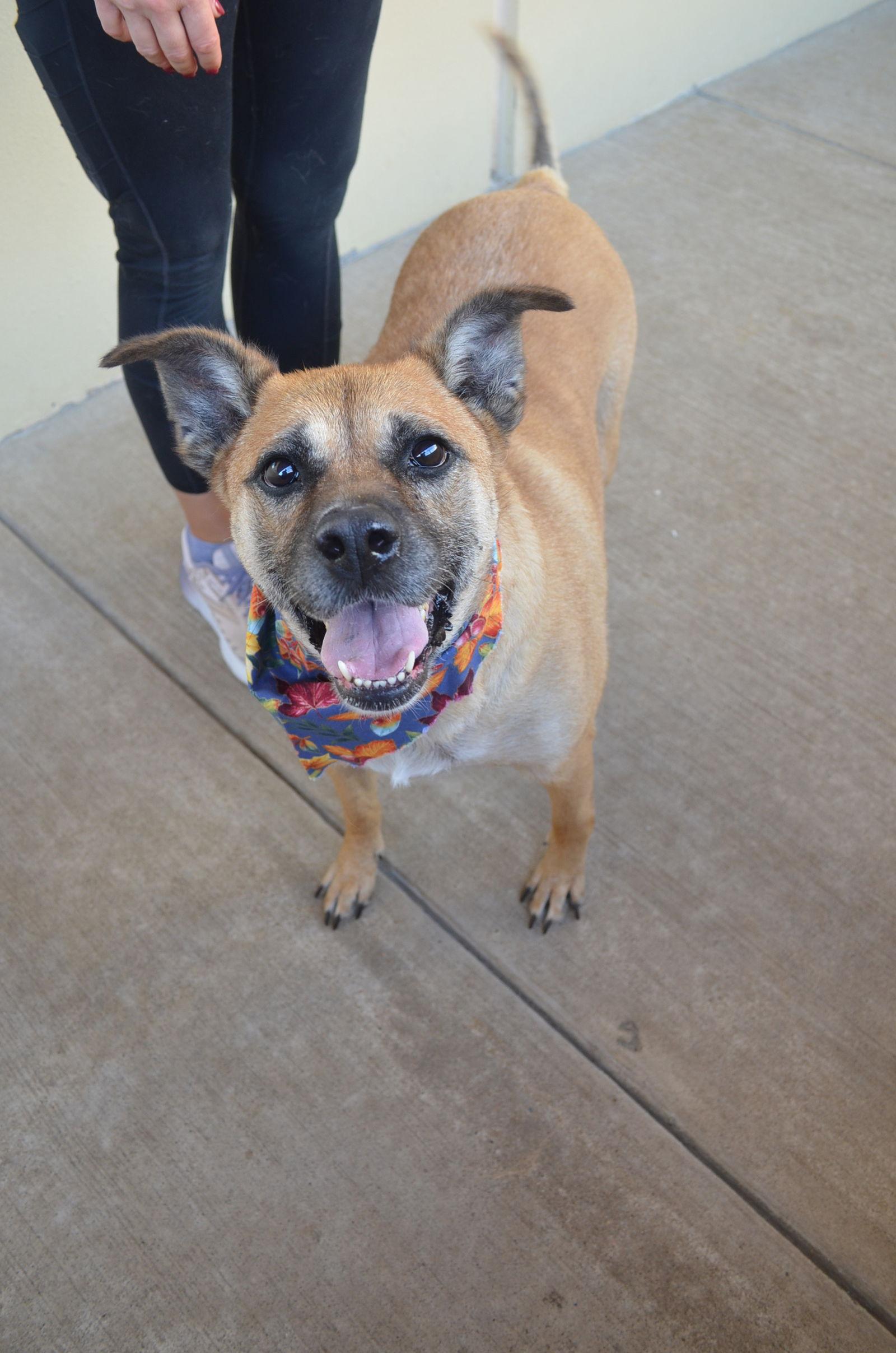 Coven, Adoptable, Adult Female Black Mouth Cur.
