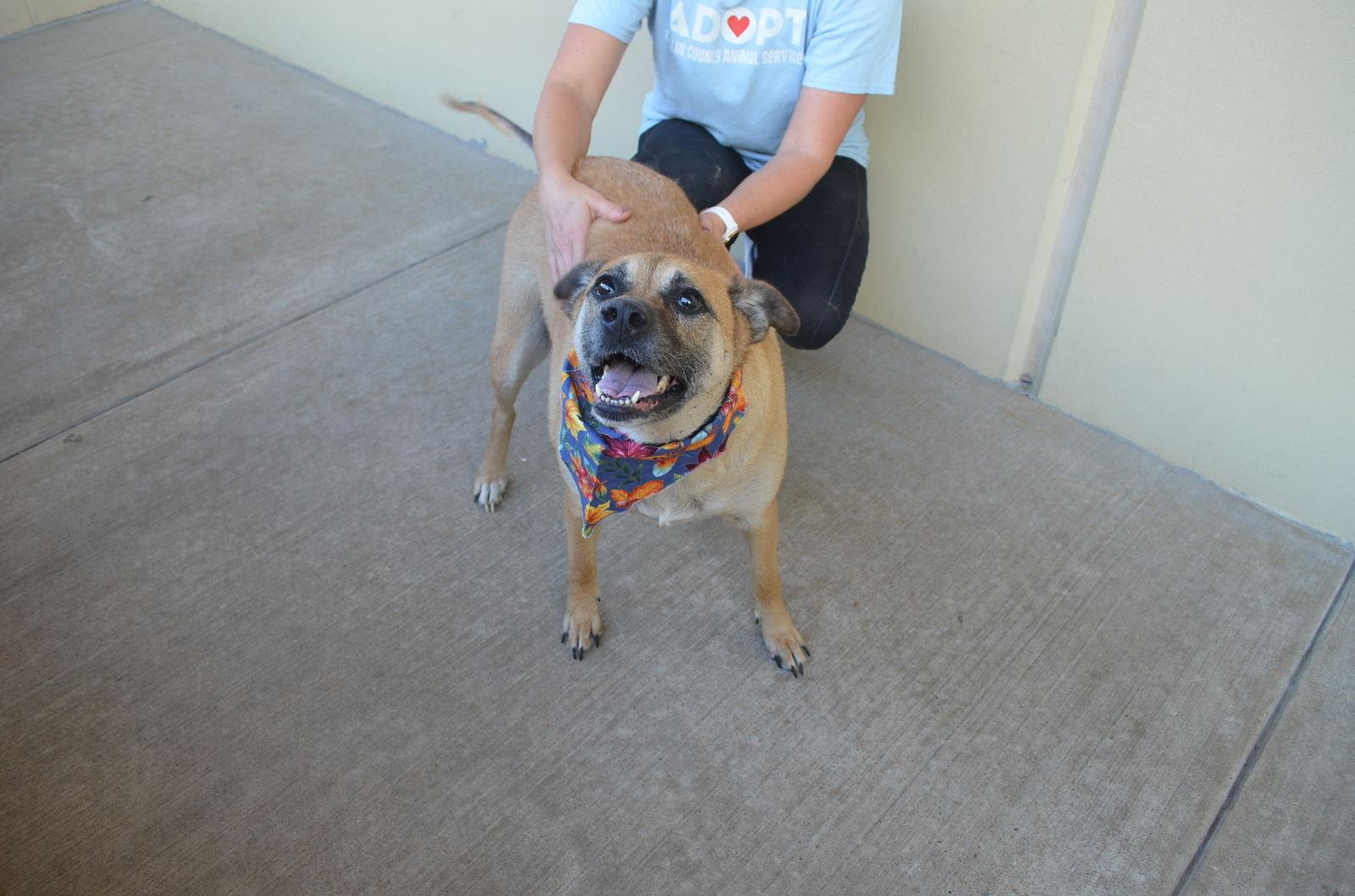 Enlarge Coven, a Adoptable Black Mouth Cur in McKinney, TX image 2/3