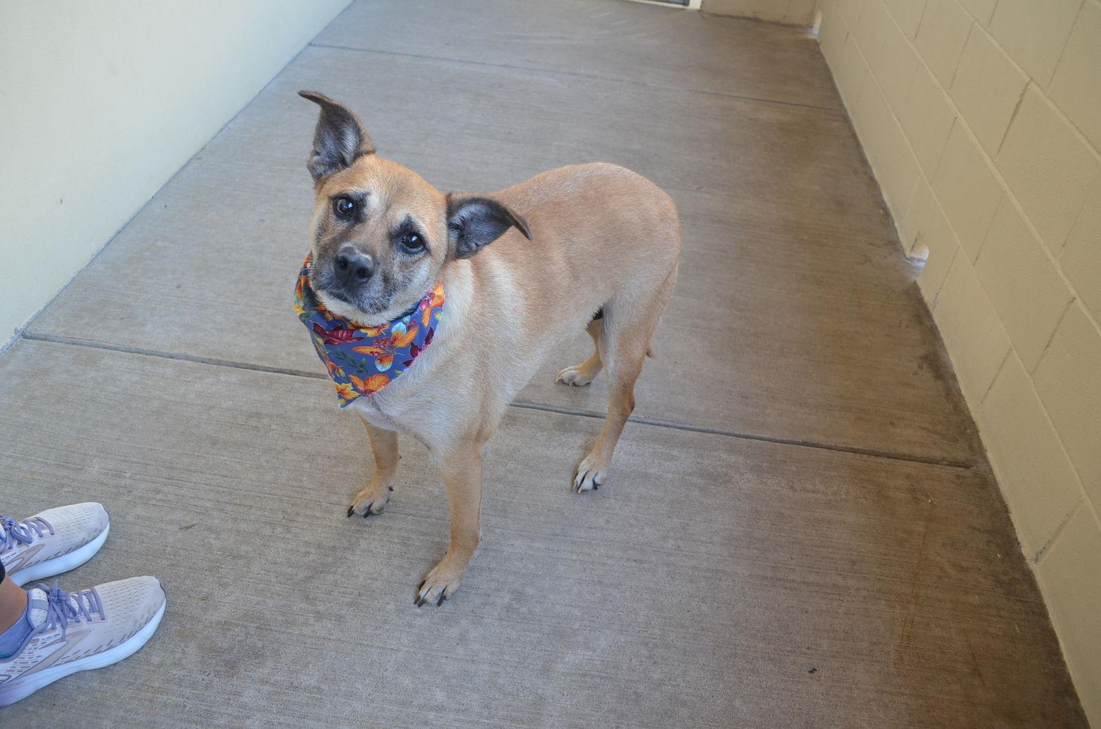 Enlarge Coven, a Adoptable Black Mouth Cur in McKinney, TX image 3/3