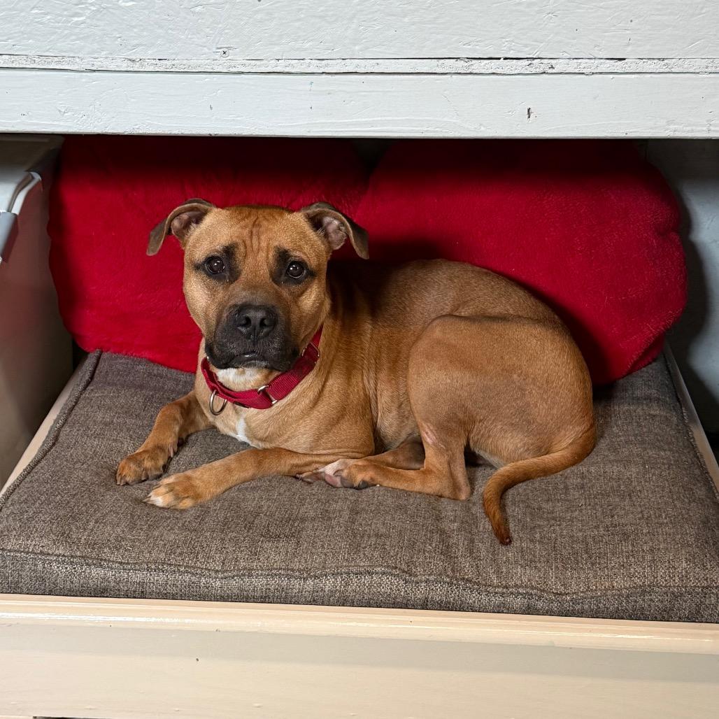 Enlarge LED ZEPPELIN, a Adoptable mixed breed in Kyle, TX image 1/6