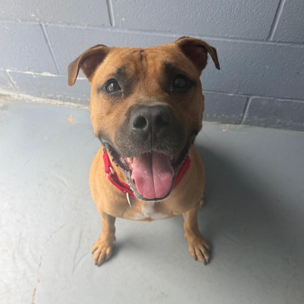 Enlarge LED ZEPPELIN, a Adoptable mixed breed in Kyle, TX image 2/6