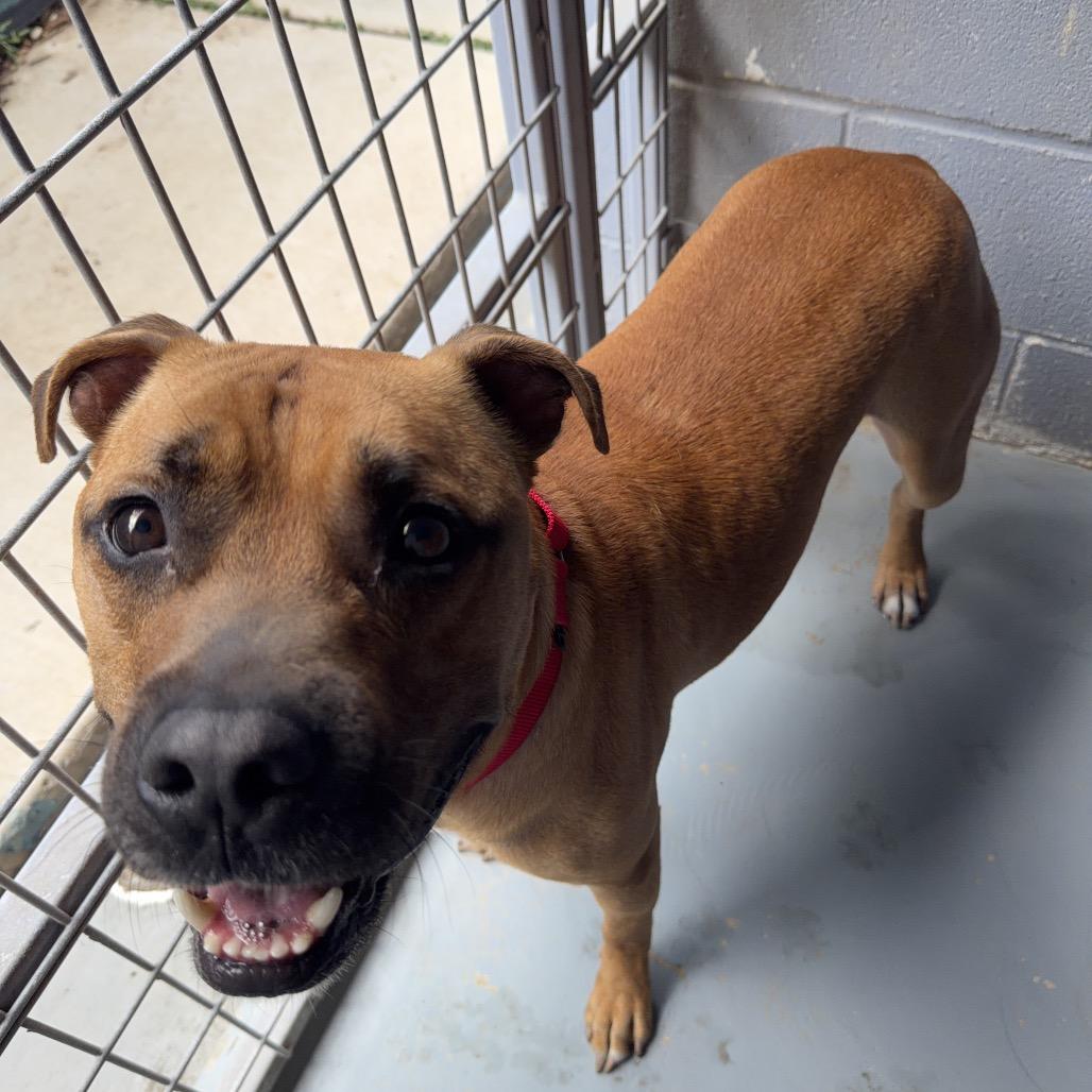 Enlarge LED ZEPPELIN, a Adoptable mixed breed in Kyle, TX image 3/6