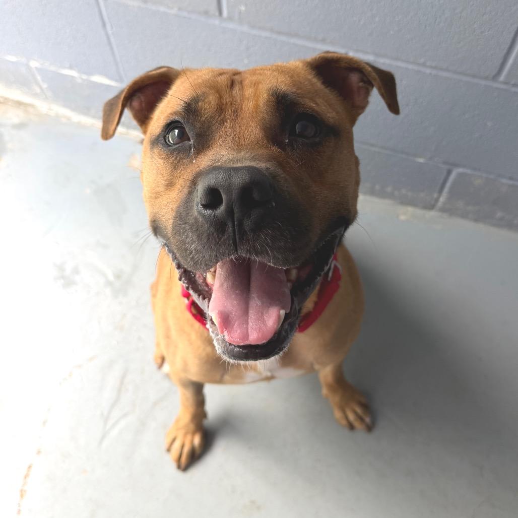 Enlarge LED ZEPPELIN, a Adoptable mixed breed in Kyle, TX image 4/6