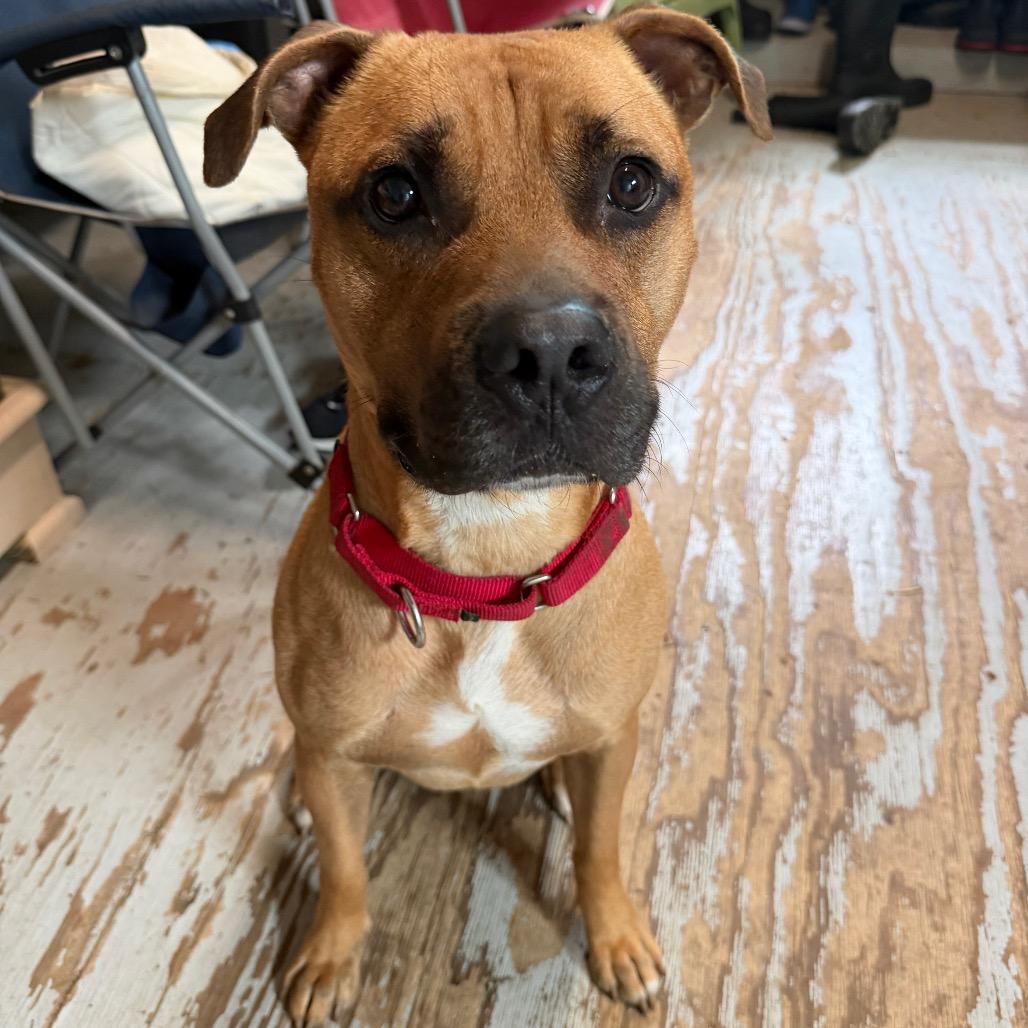 Enlarge LED ZEPPELIN, a Adoptable mixed breed in Kyle, TX image 5/6