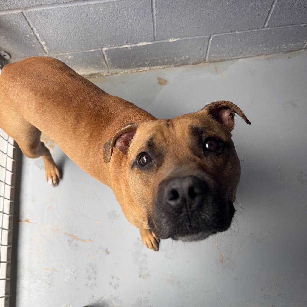 Enlarge LED ZEPPELIN, a Adoptable mixed breed in Kyle, TX image 6/6