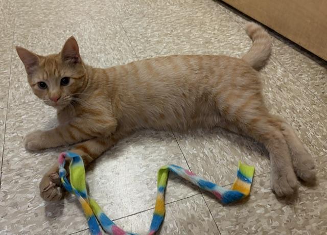 Enlarge CHEDDAR 6937, a Adopted Tabby in Waldorf, MD image 2/6