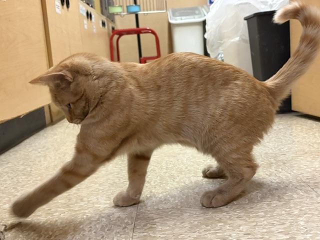 Enlarge CHEDDAR 6937, a Adopted Tabby in Waldorf, MD image 1/6